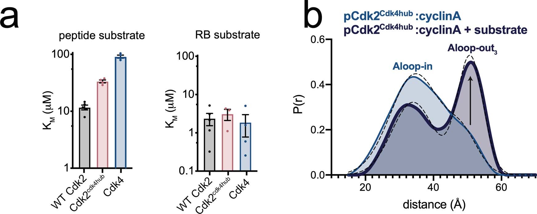 Extended Data Fig. 2: A divergent hub controlling allosteric coupling in Cdk2.