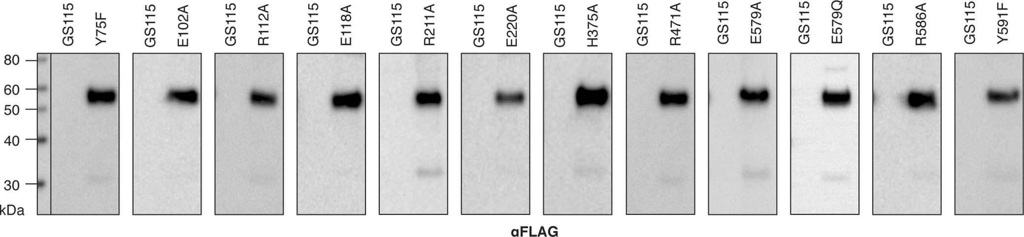 Extended Data Fig. 1: Expression of CeDPY19 mutants in P. pastoris.