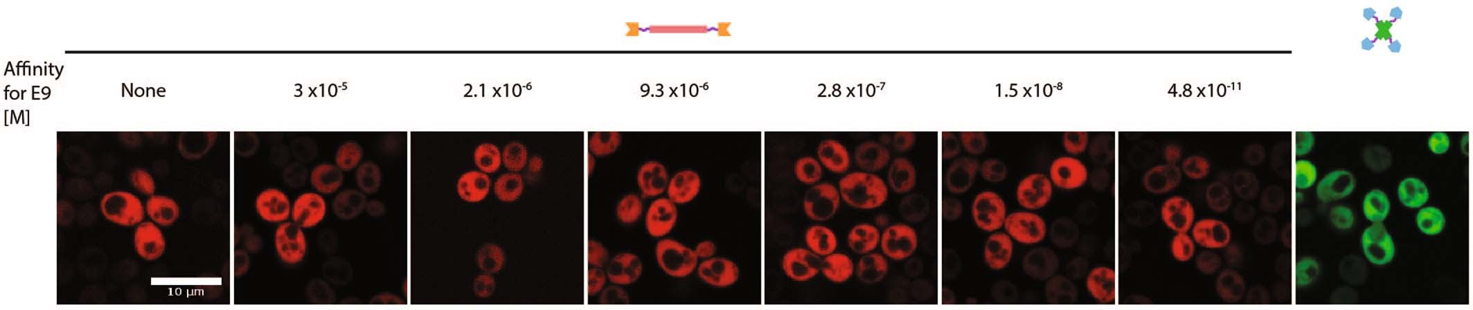 Extended Data Fig. 1: The components do not form condensates when expressed individually.