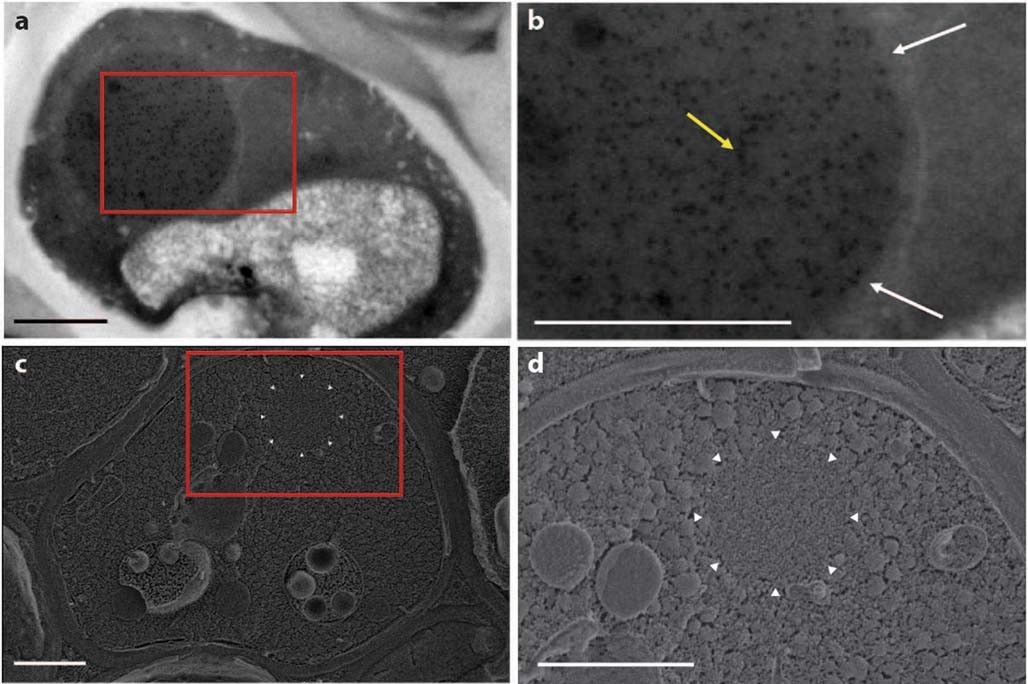 Extended Data Fig. 2: The synthetic condensates are not membrane-bound.