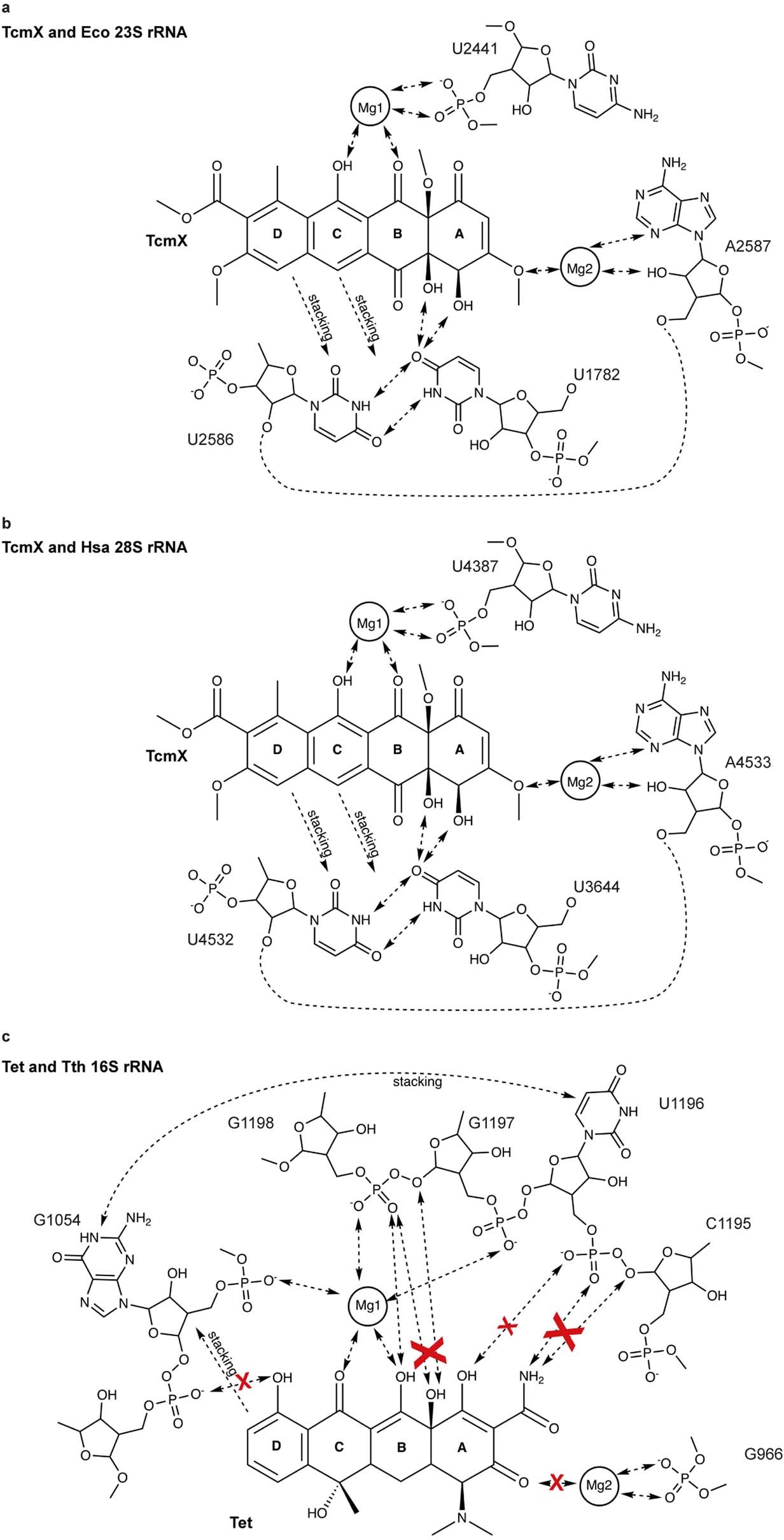 Extended Data Fig. 2: Interaction schemes of Tetracenomycin X and Tetracycline.