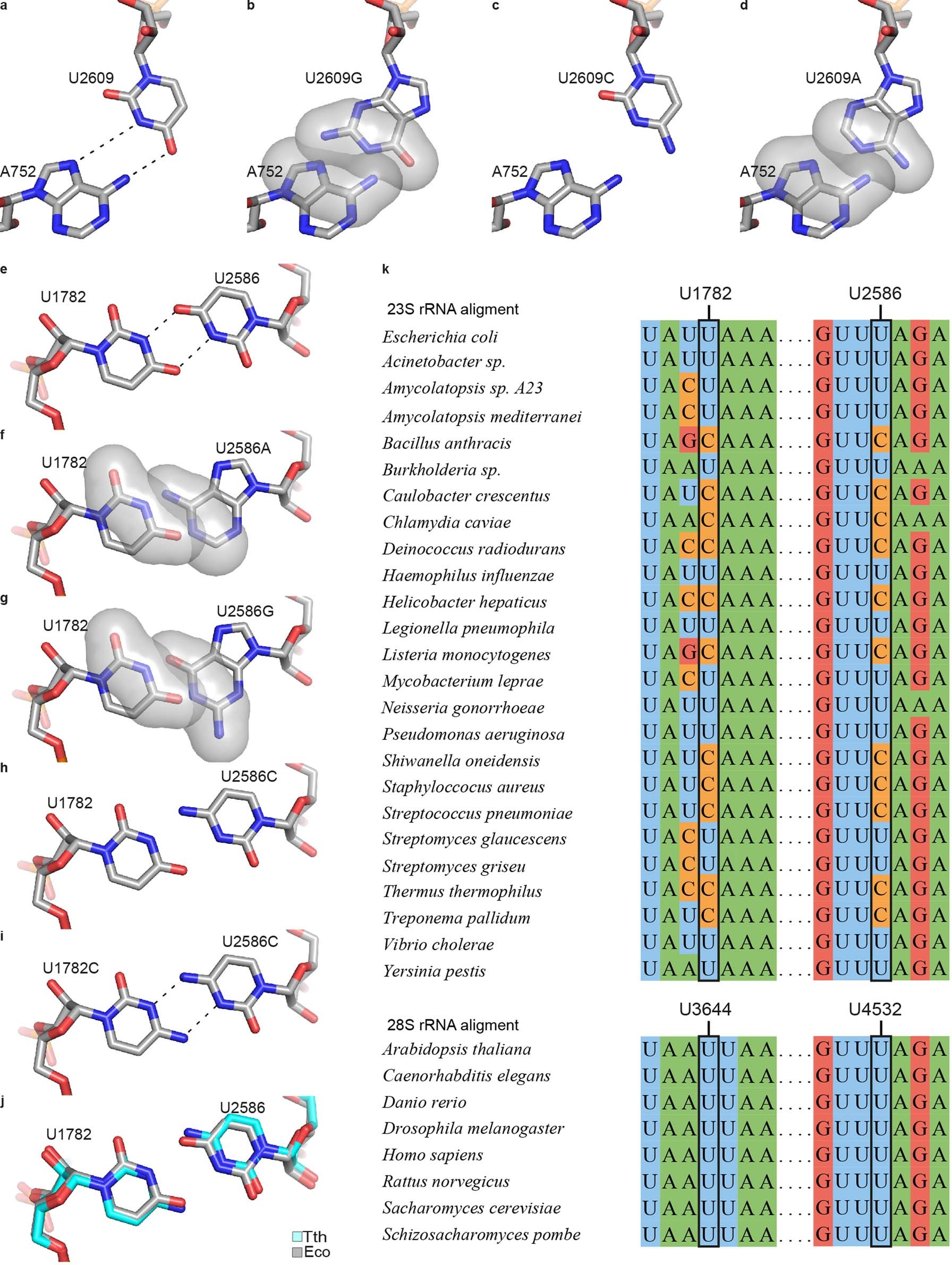 Extended Data Fig. 4: Conservation of the TcmC binding site.