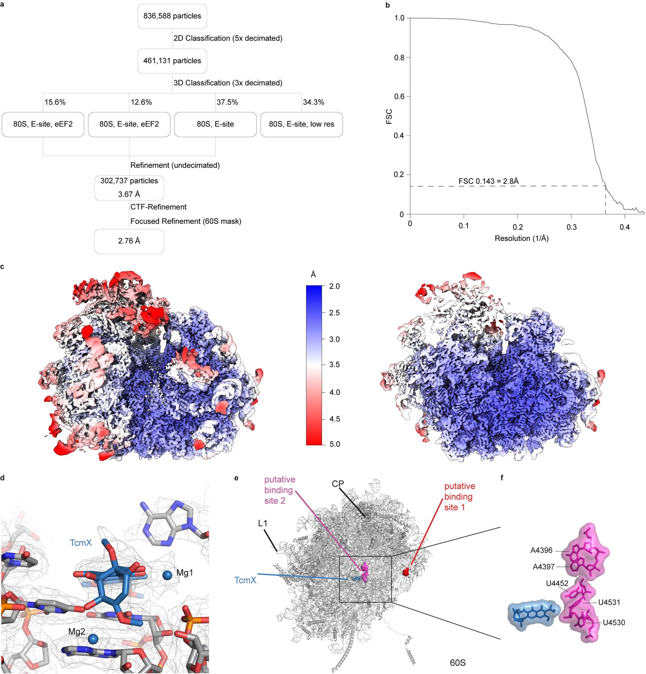 Extended Data Fig. 5: Processing and analysis of H. sapiens-TcmX cryo-EM structure.