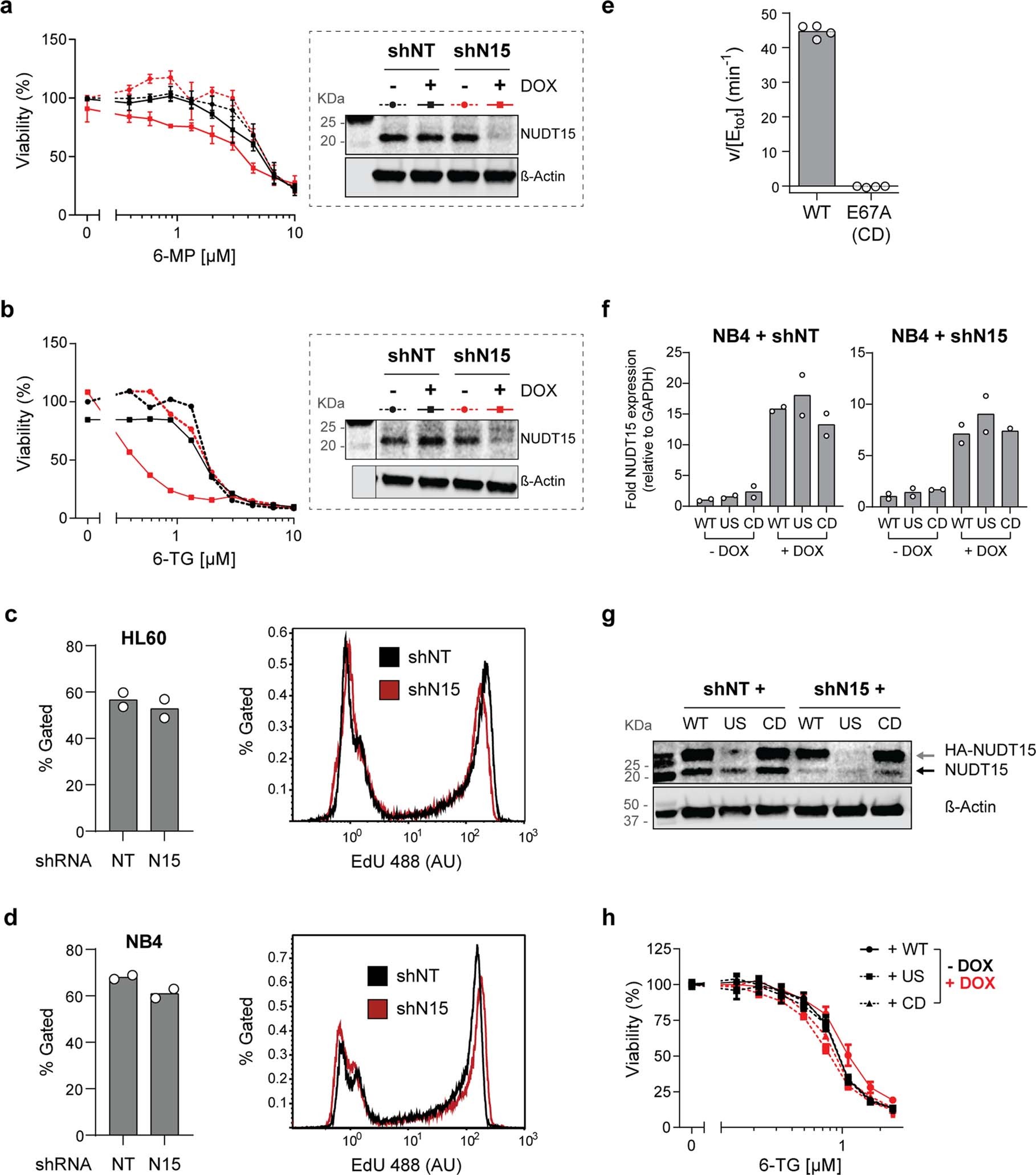 Extended Data Fig. 3: Depletion of NUDT15 in HL-60 and NB4 cells potentiated thiopurine efficacy.