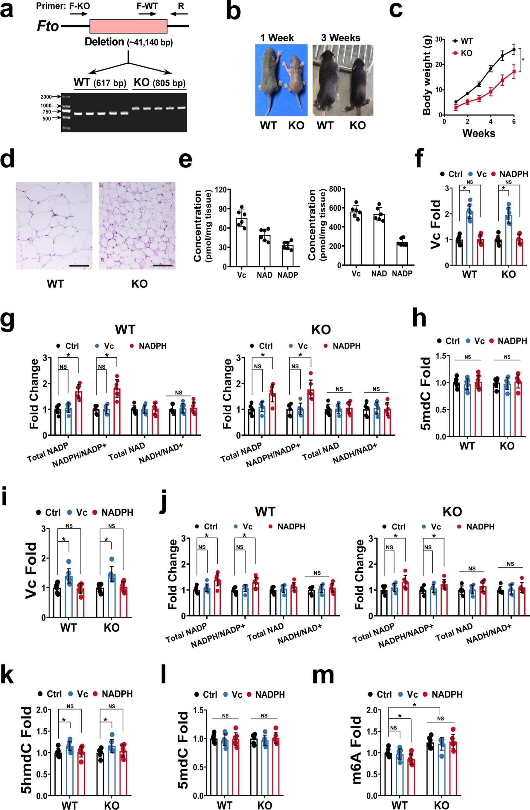 Extended Data Fig. 10: NADP modulates RNA m6A methylation in vivo through FTO.