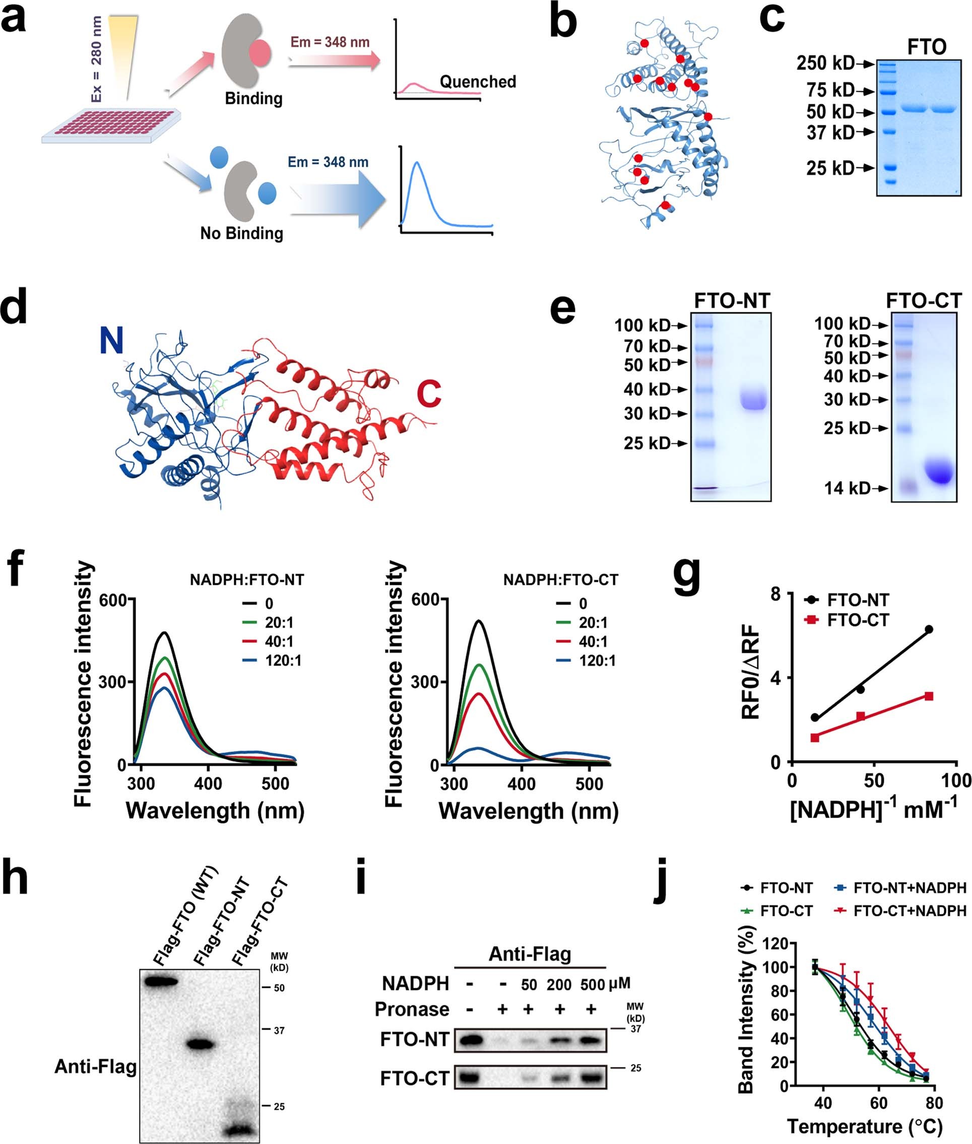 Extended Data Fig. 1: MARTFQ screening reveals that NADP directly binds FTO.