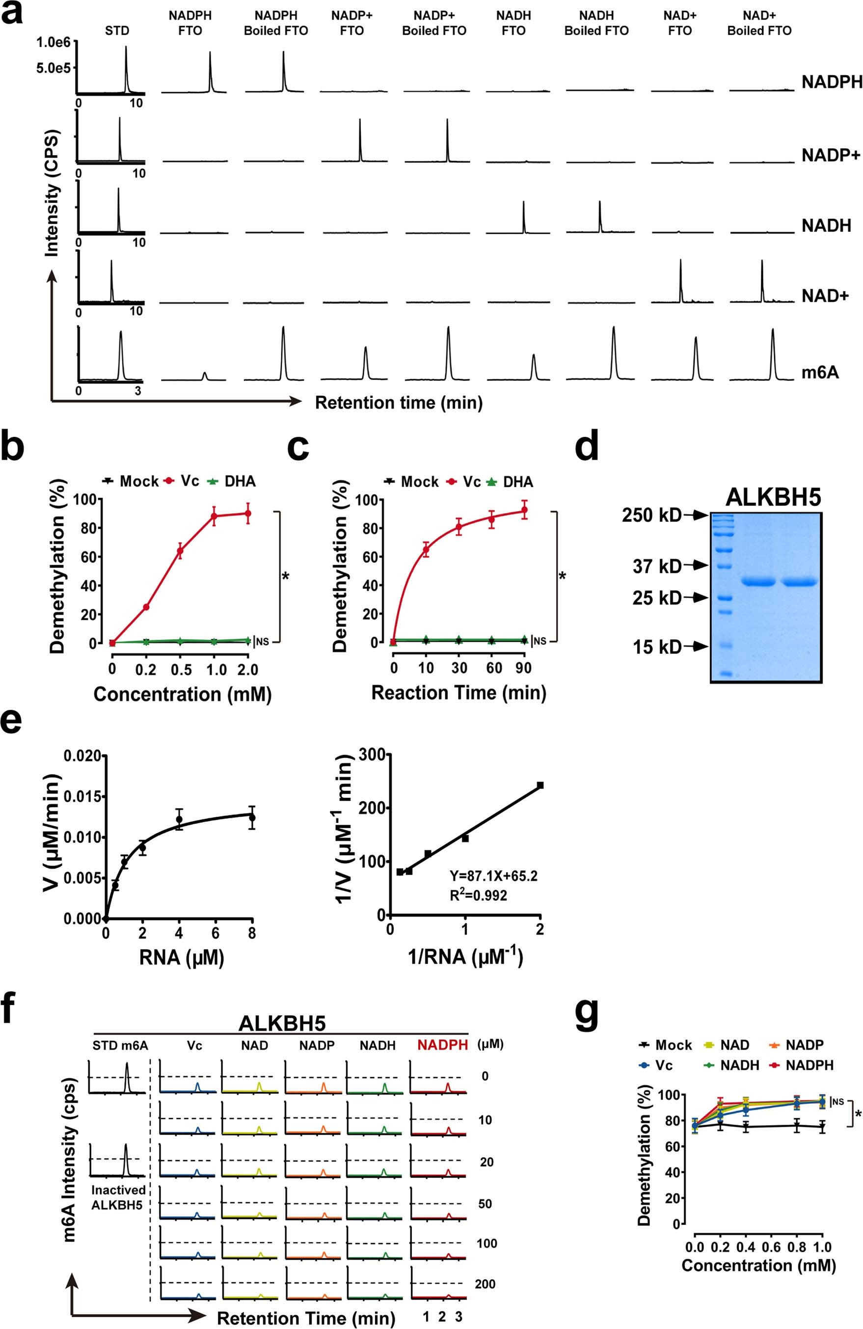 Extended Data Fig. 3: NADP was not stoichiometrically consumed in the reaction catalyzed by FTO.