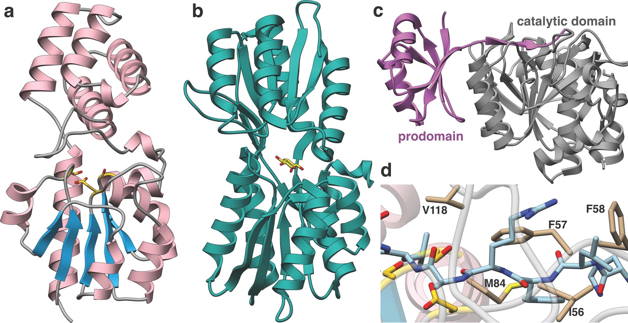Extended Data Fig. 10: Structural comparison of MaTfuA and proteins with partial structural similarity.