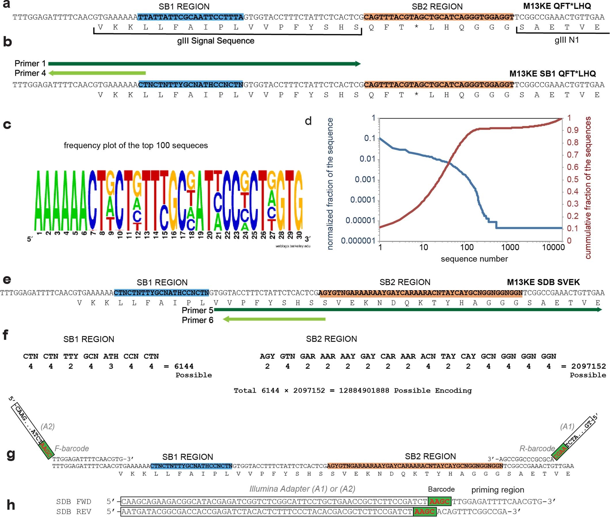 Extended Data Fig. 1: Cloning of silent double barcode (SDB) regions.