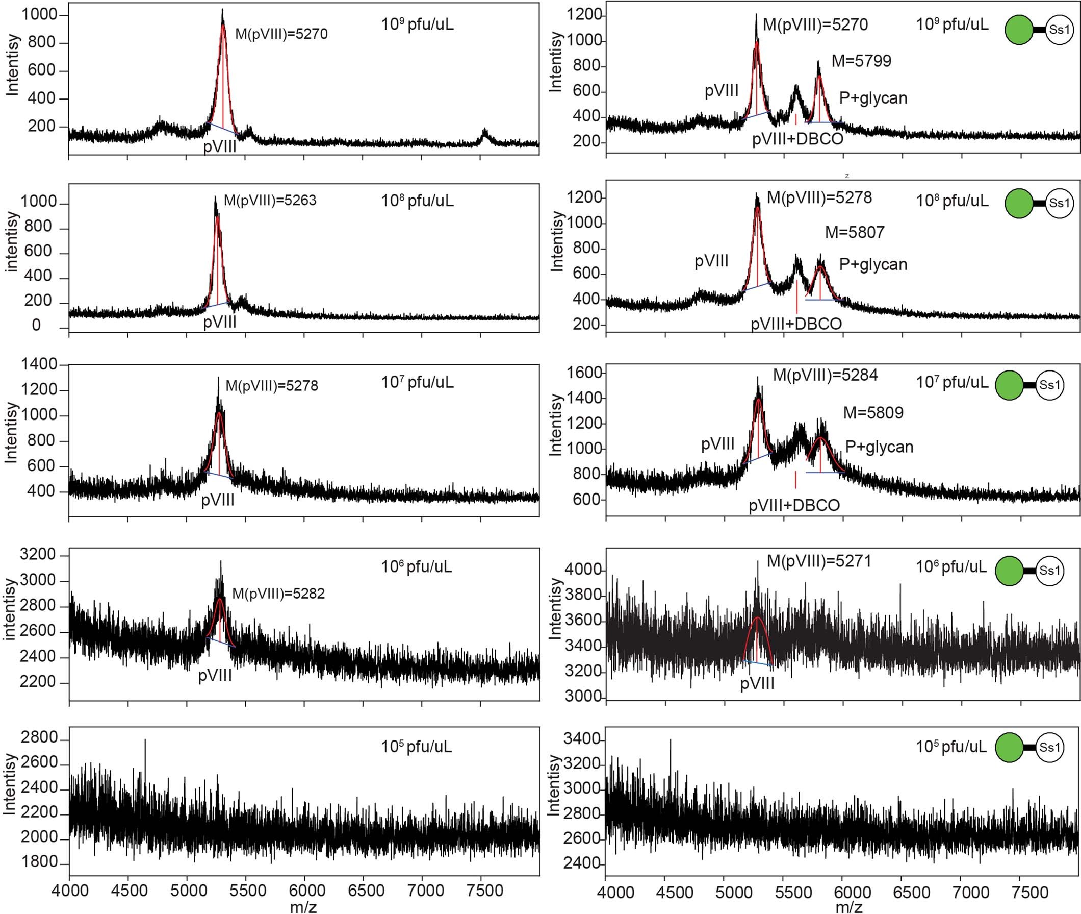 Extended Data Fig. 2: MALDI spectra of phage at different concentrations.