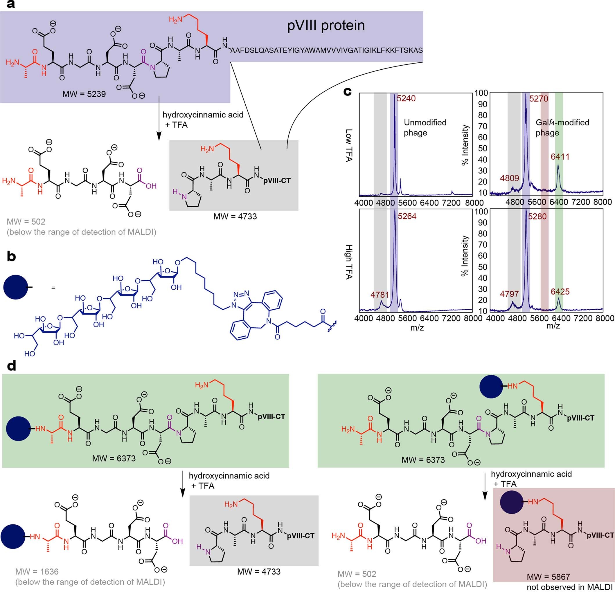 Extended Data Fig. 3: Regioselectivity of the modification of pVIII protein.