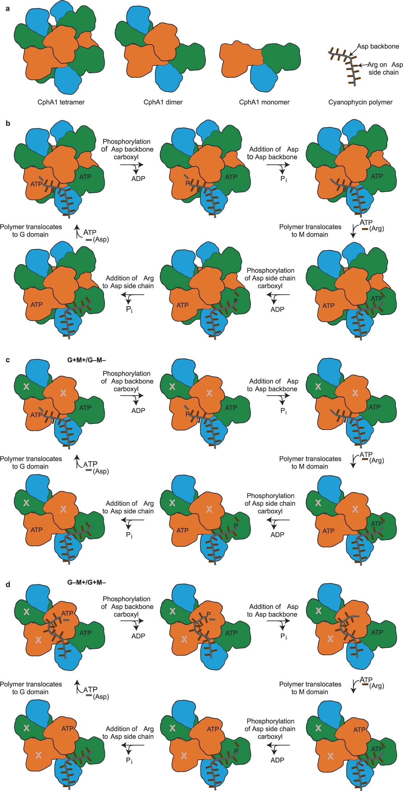 Extended Data Fig. 8: Model of cyanophycin synthesis within wildtype and mutant CphA1.