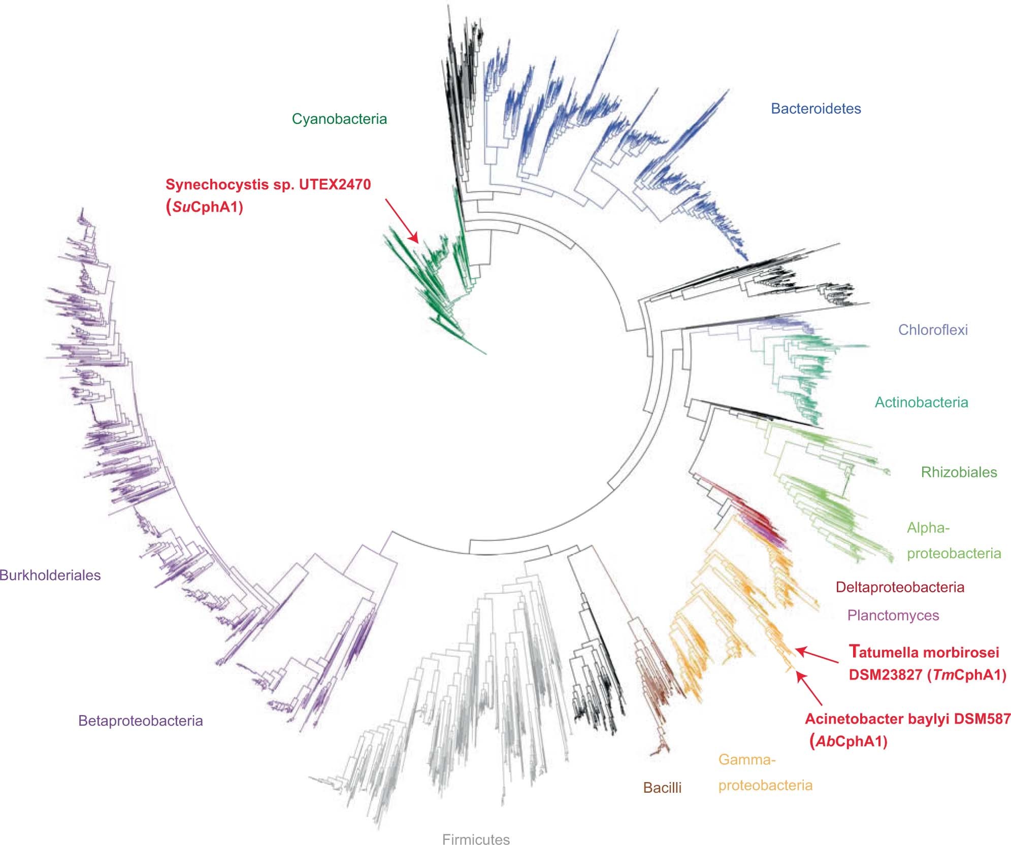 Extended Data Fig. 1: CphA1 distribution.
