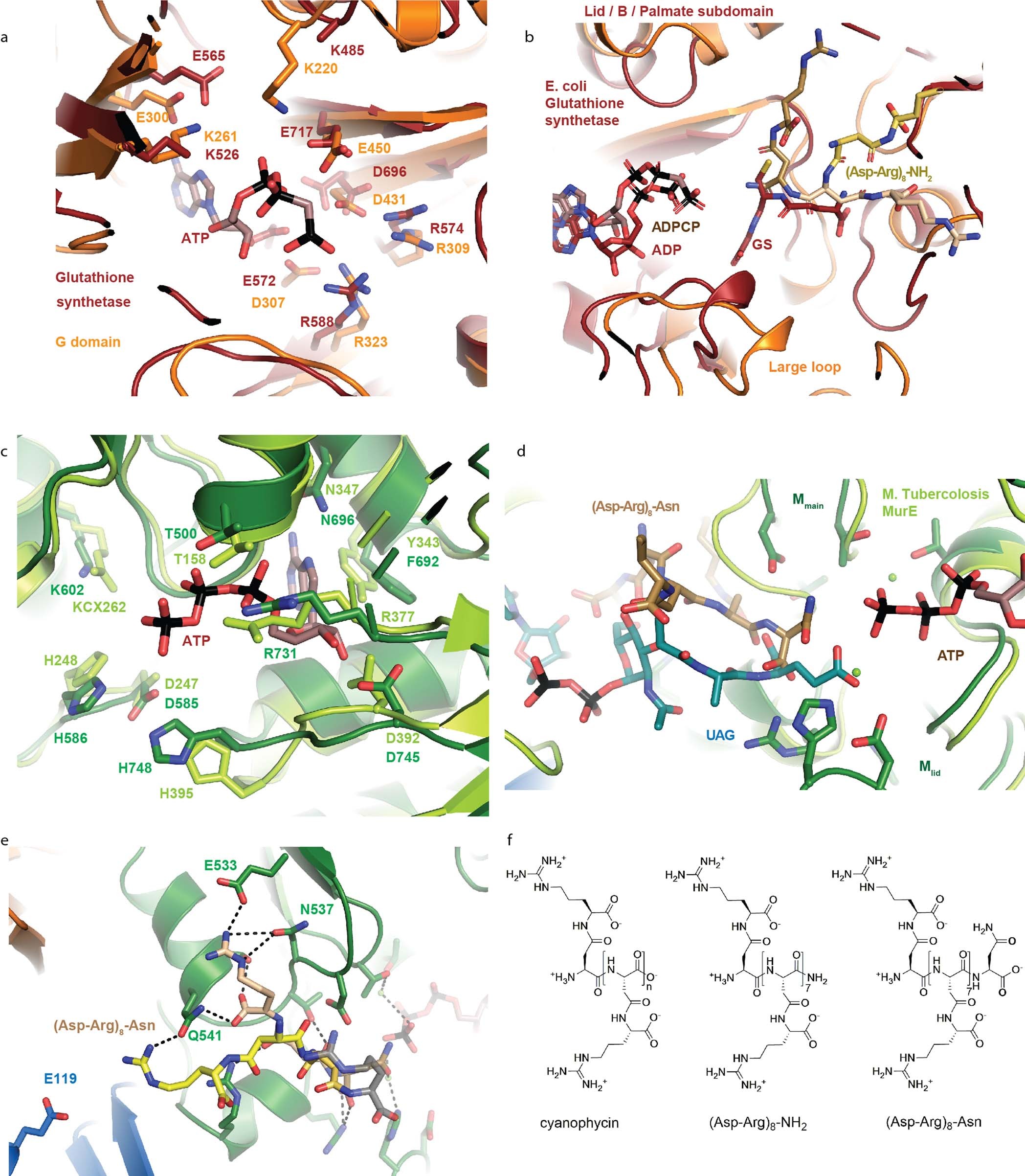 Extended Data Fig. 3: Comparison of CphA1 active sites to homologous enzymes.