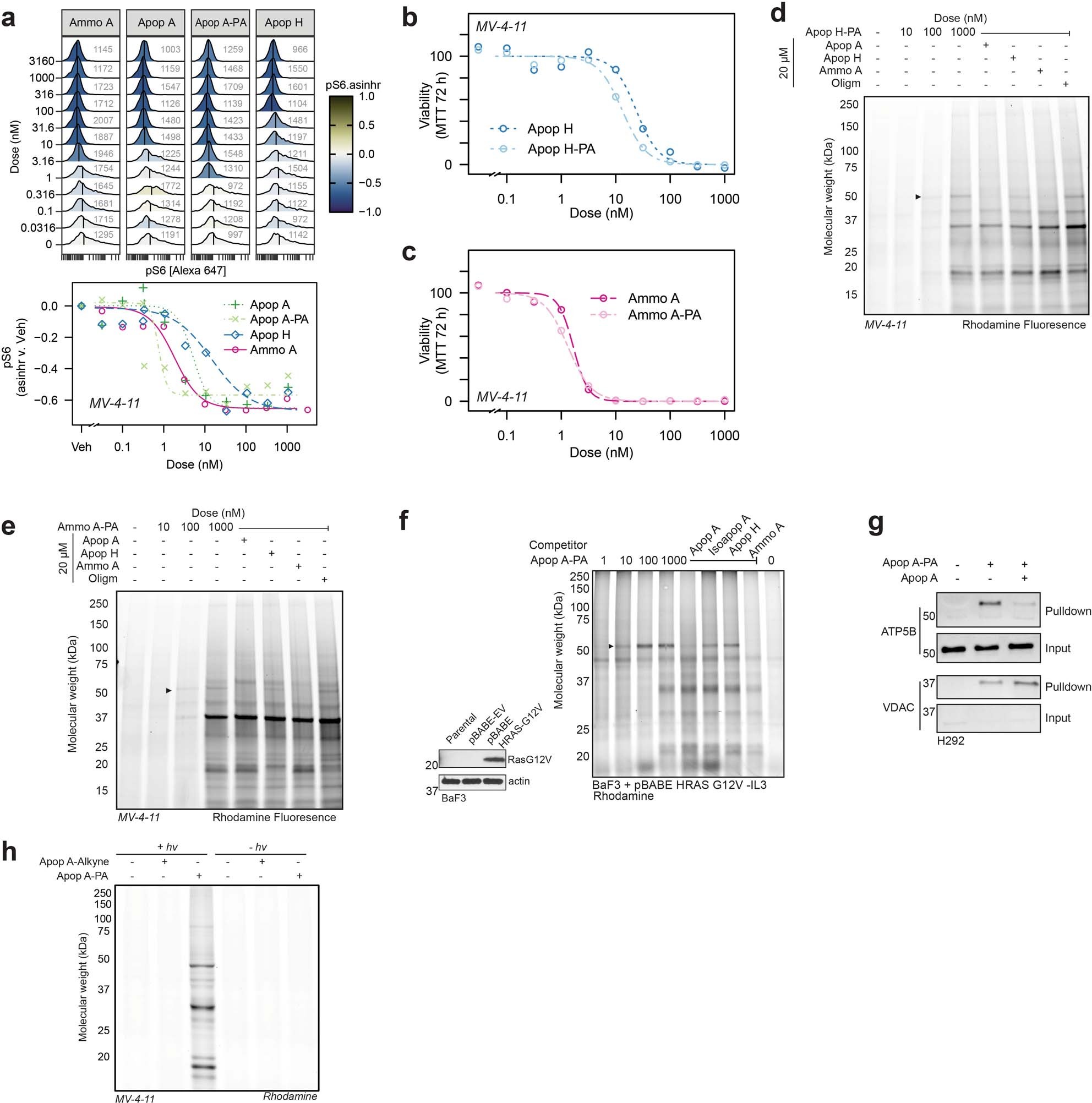 Extended Data Fig. 1: Extended validation of glycomacrolide photoaffinity probes for target identification.