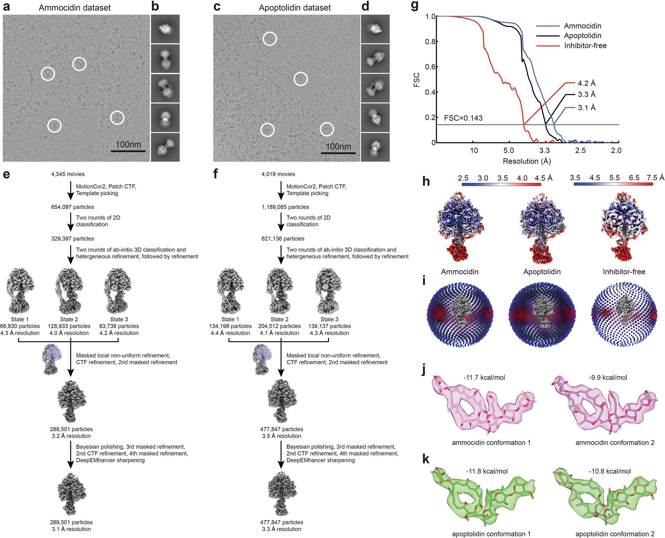 Extended Data Fig. 4: Workflow for cryo-EM image analysis and validation for ammocidin-bound and apoptolidin-bound yeast ATP synthase.