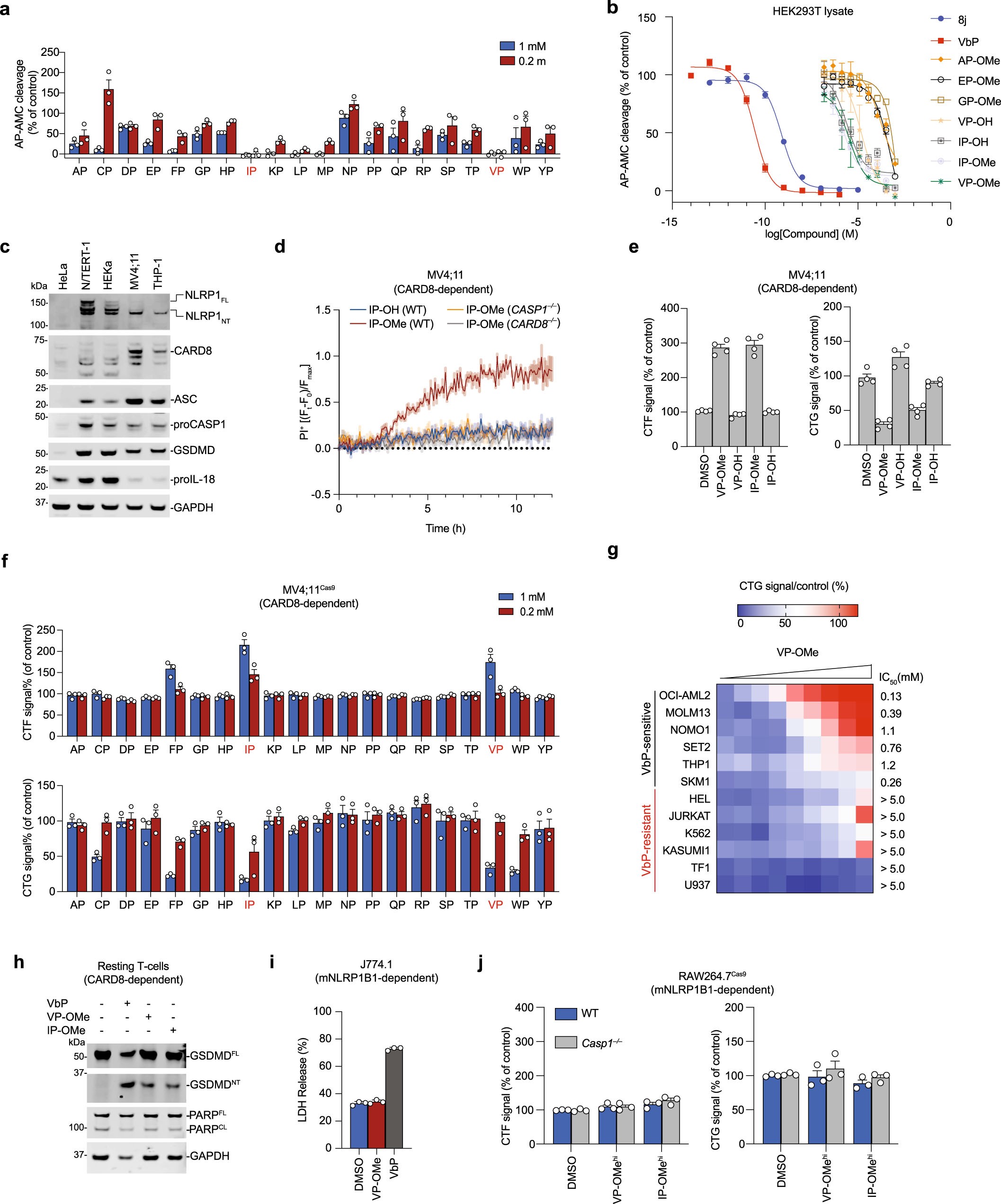 Extended Data Fig. 1: Activation of the NLRP1 and CARD8 inflammasomes.