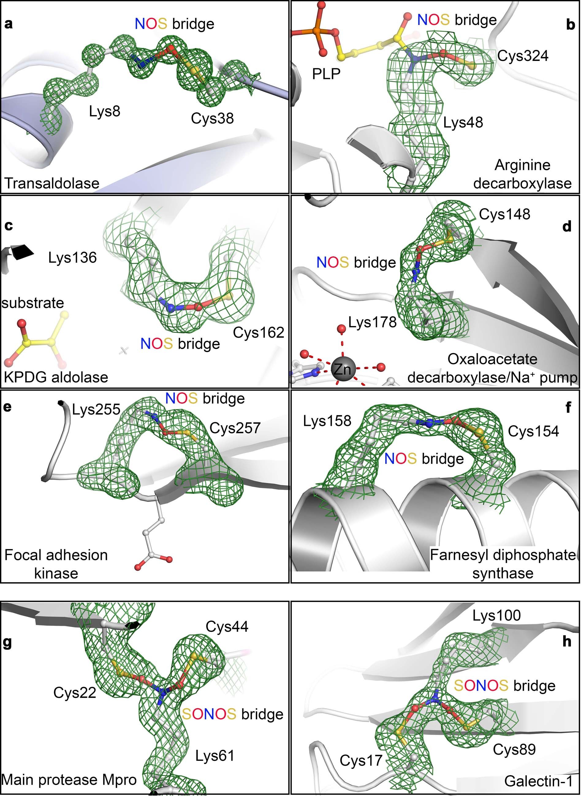 Extended Data Fig. 3: Unbiased mFo-DFc omit maps for NOS and SONOS bridges in representative examples calculated by Phenix.polder59.