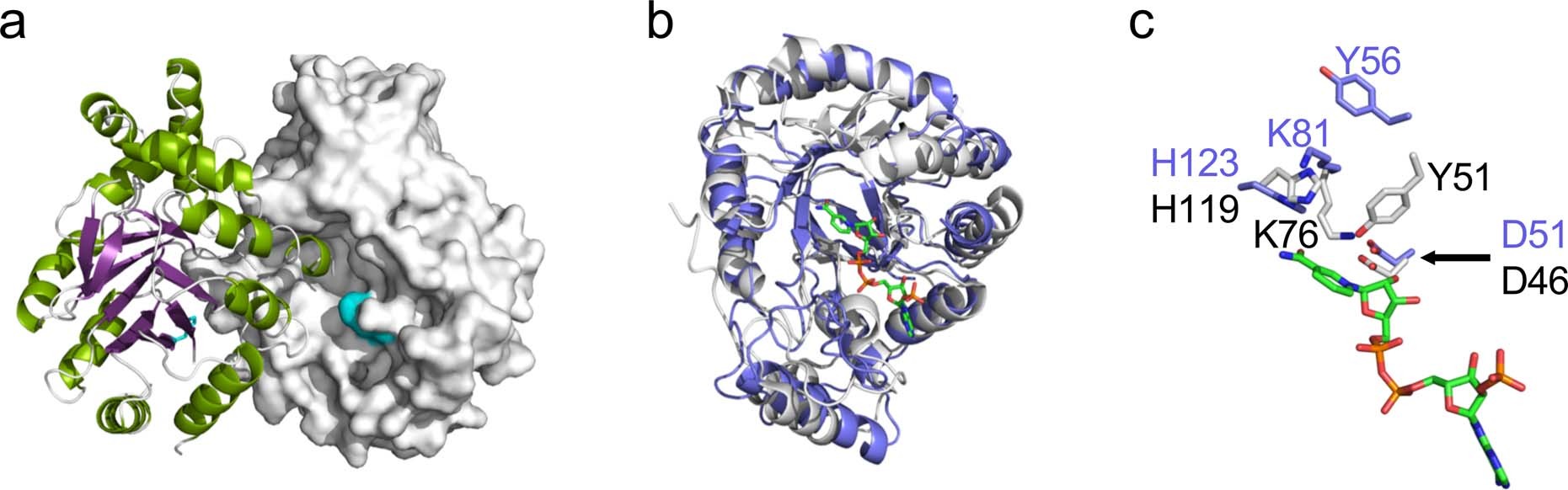 Extended Data Fig. 3: Structural analysis of BpLGDH.