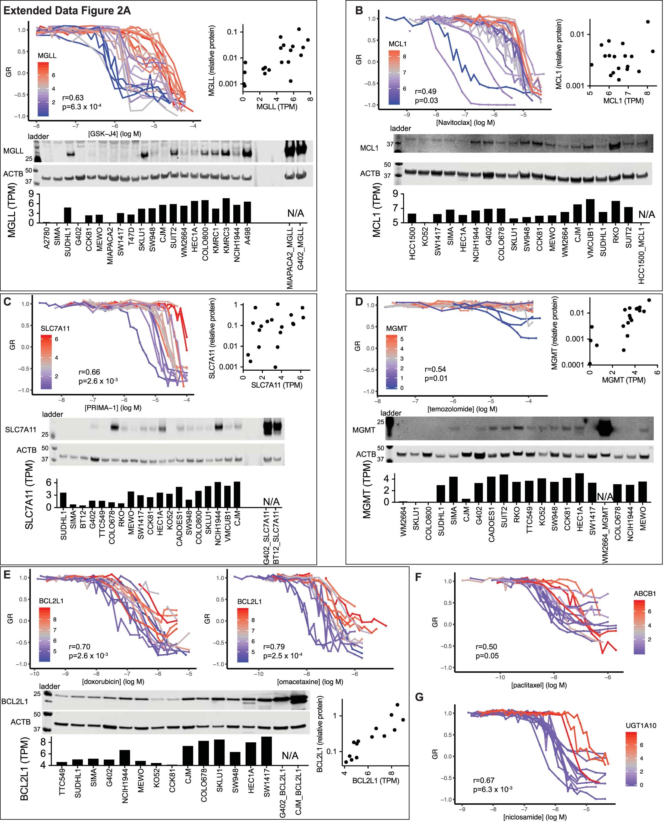 Extended Data Fig. 2: Validation of single-agent response and protein levels.