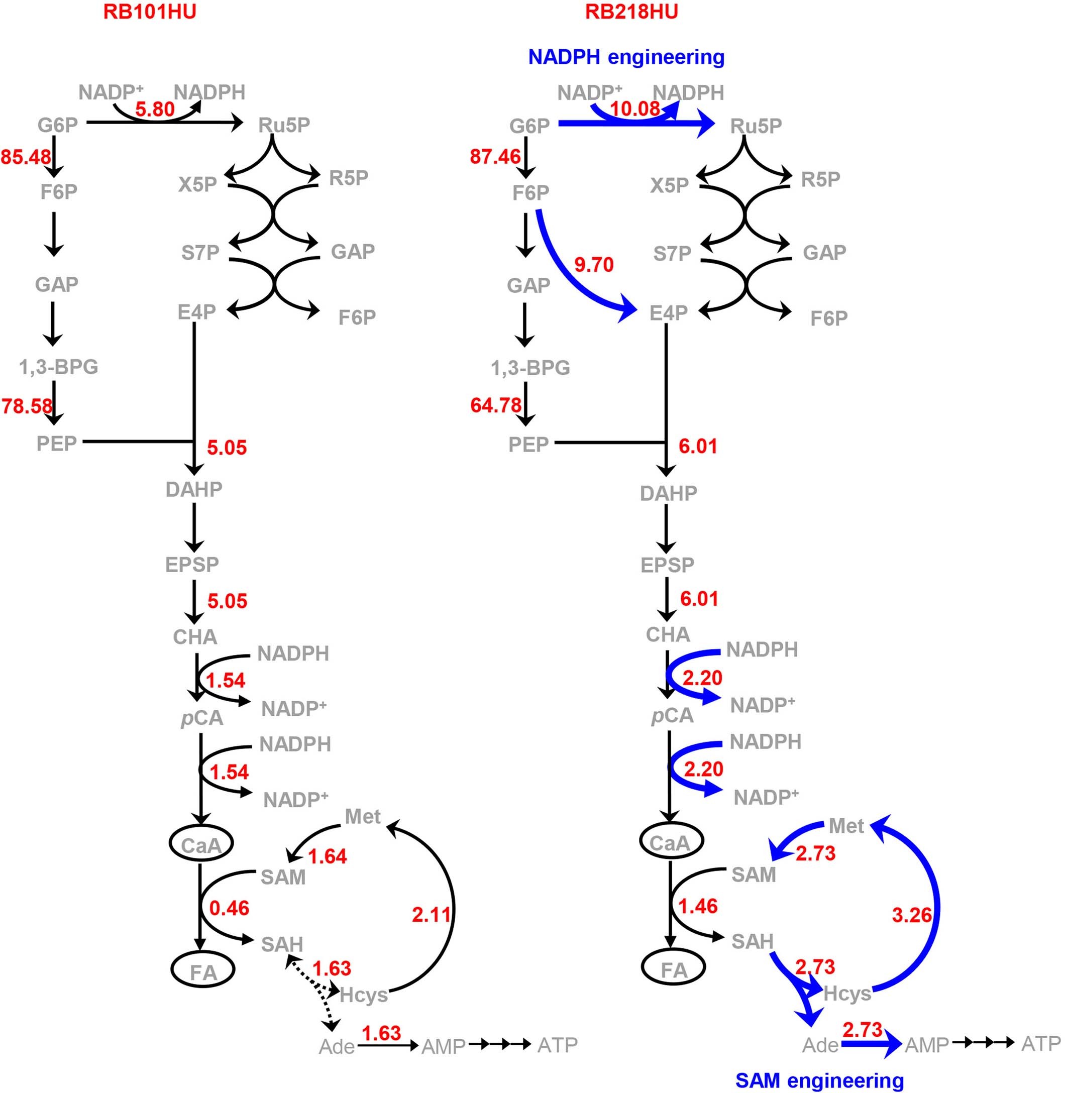 Extended Data Fig. 10: Metabolic flux analysis (MFA) of the FA producer RB218HU (right, with cofactor-engineering strategy) and RB101HU (left, without cofactor-engineering strategy).