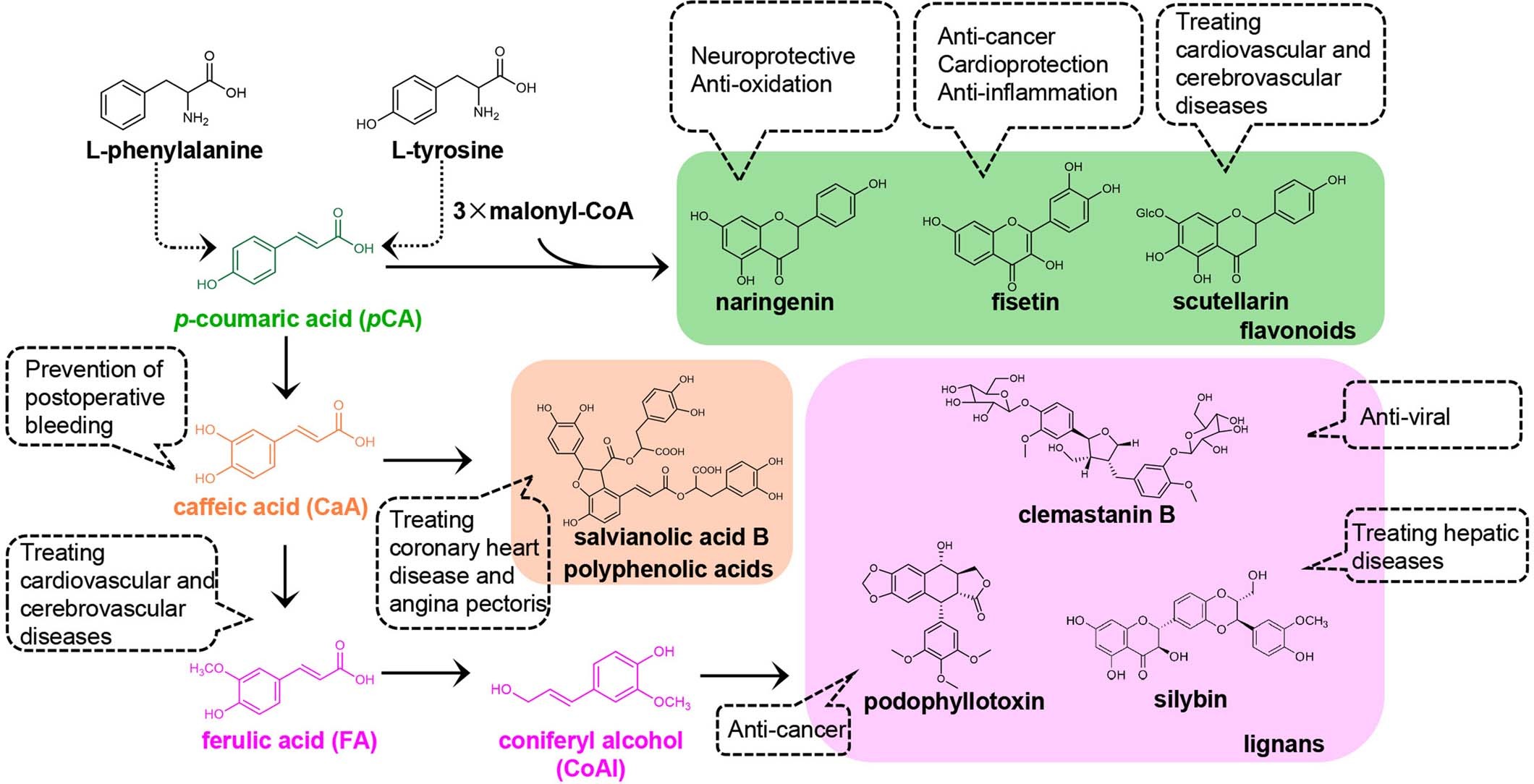 Extended Data Fig. 1: Biosynthesis of phenolic acids and their derivatives.