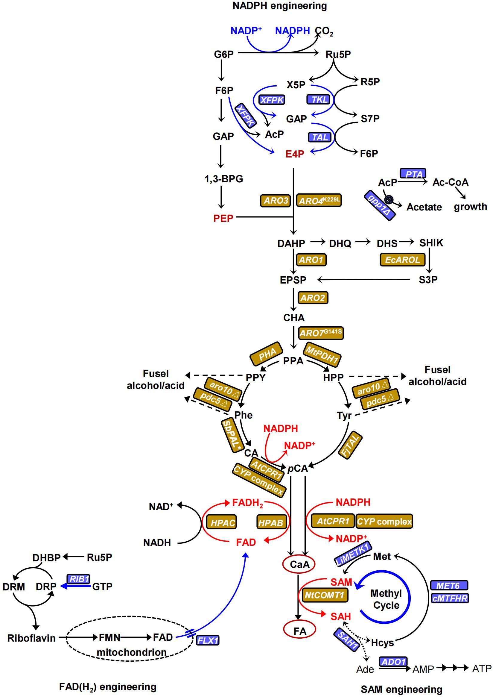 Extended Data Fig. 2: Engineering strategies for improving the production of CaA and FA.