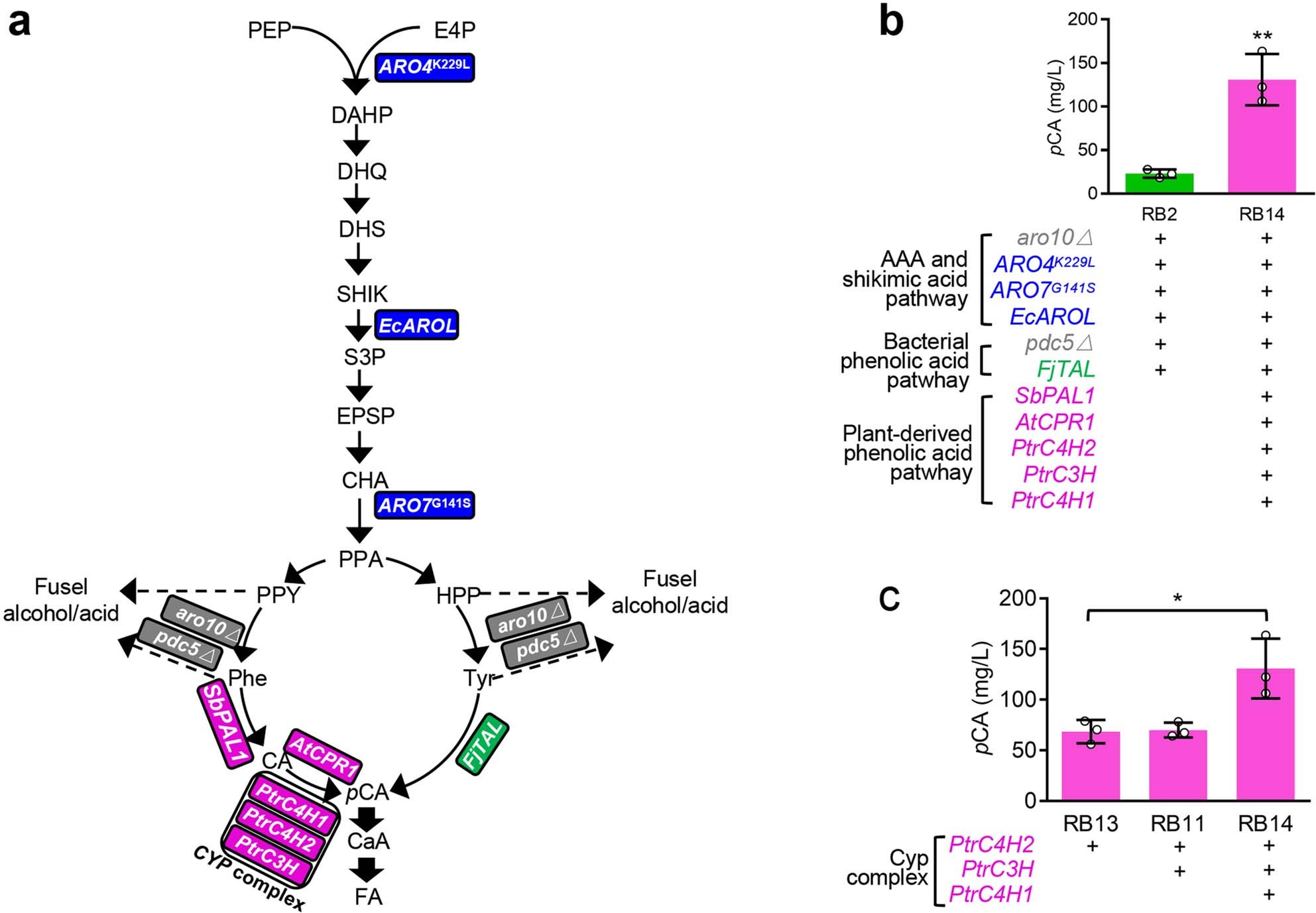 Extended Data Fig. 3: Engineering the biosynthesis of precursor pCA in yeast.