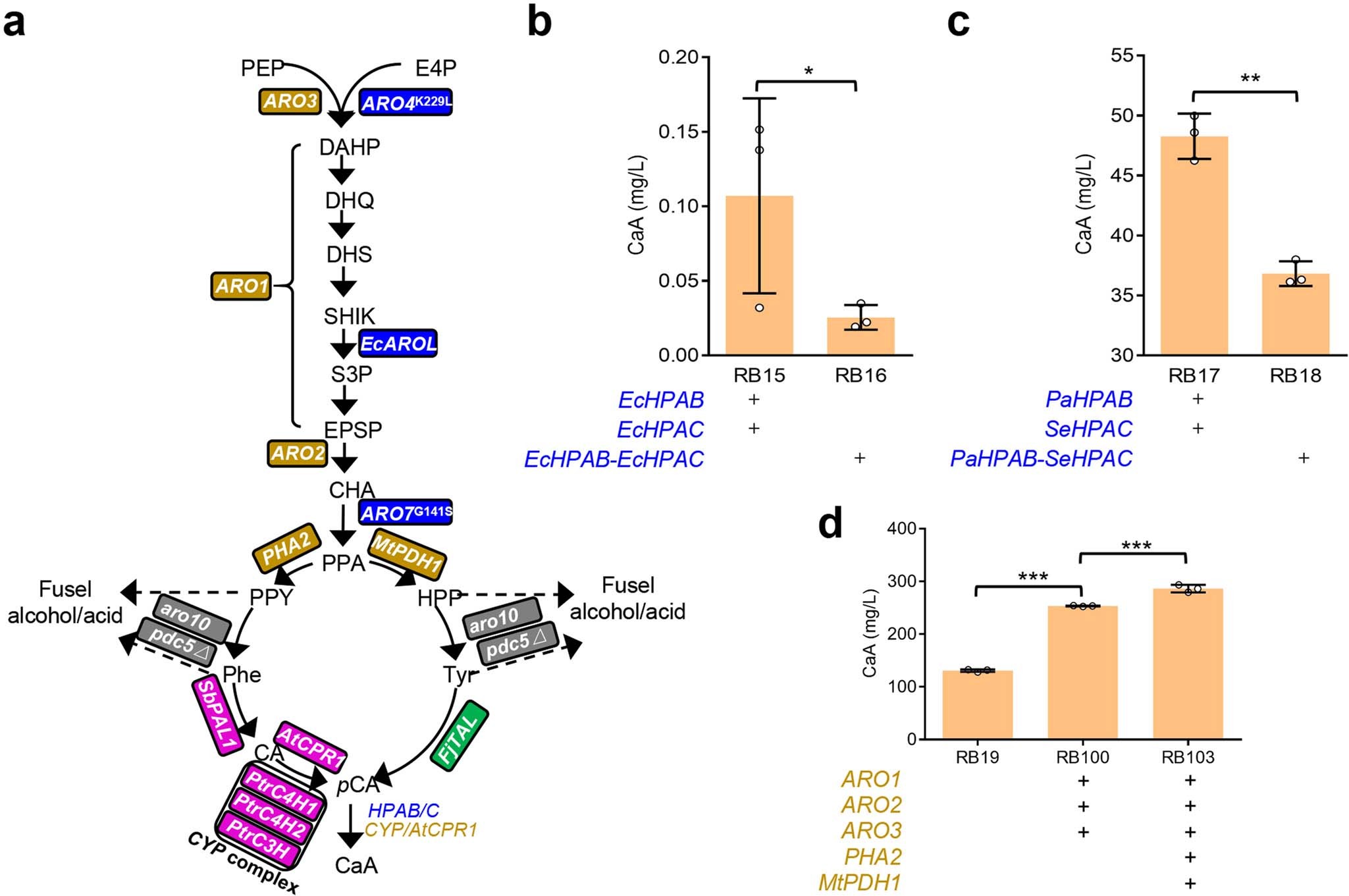 Extended Data Fig. 4: Optimization of HPAB/C and the shikimic acid pathway for CaA production.