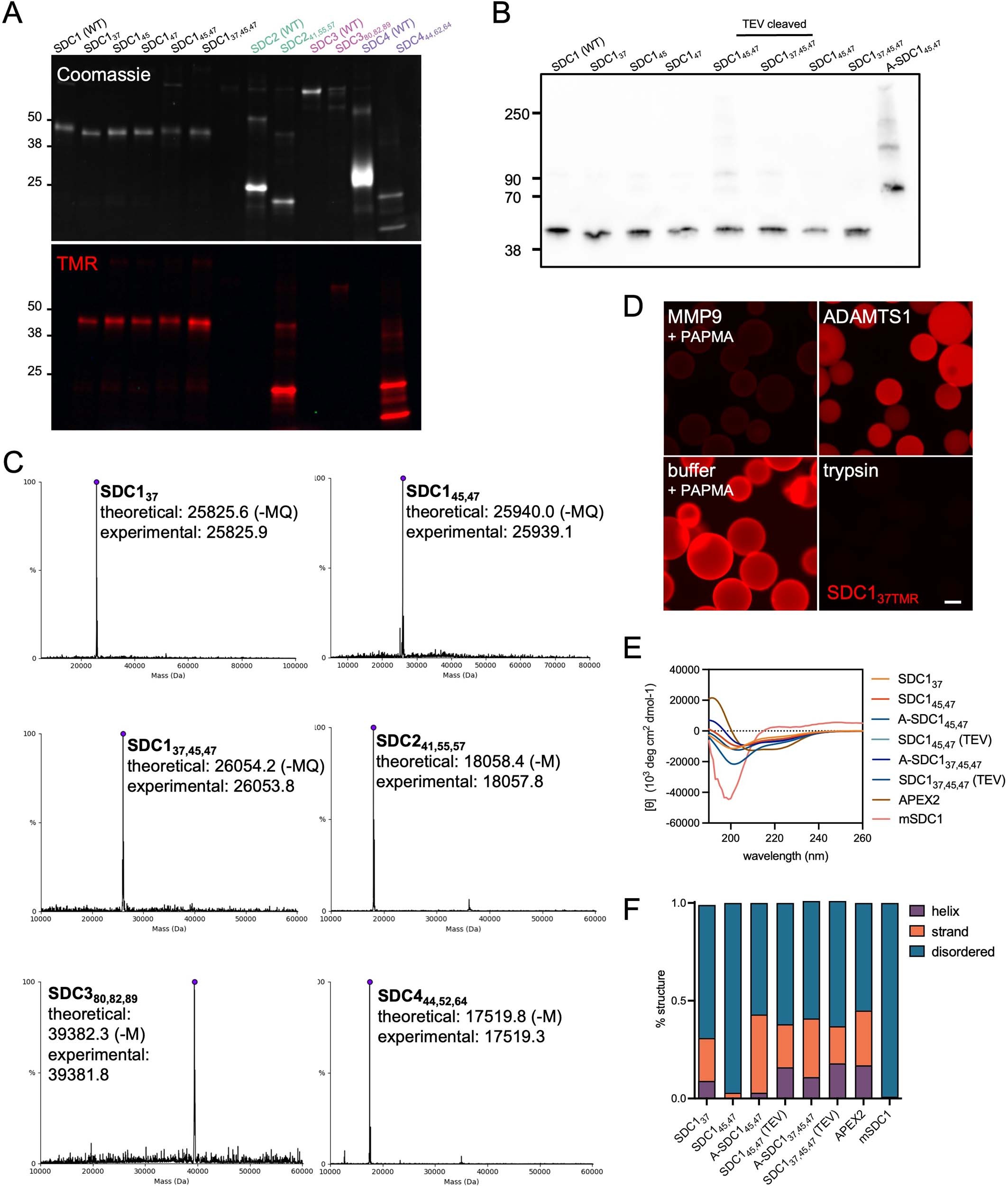 Extended Data Fig. 1: Characterization of engineered proteoglycan proteins.