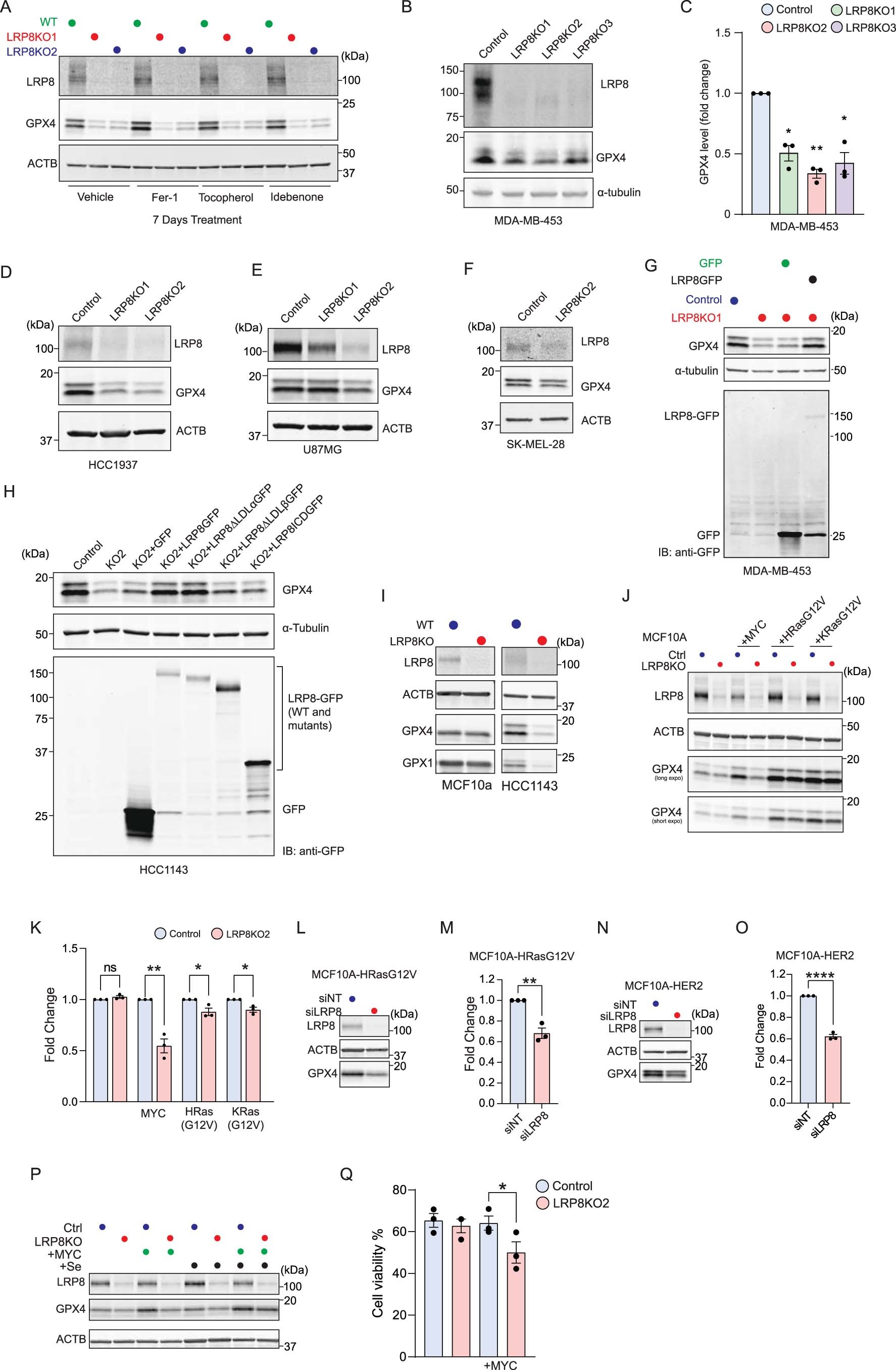 Extended Data Fig. 8: LRP8 is essential for maintenance of GPX4 and suppression of ferroptosis in cancer cells.