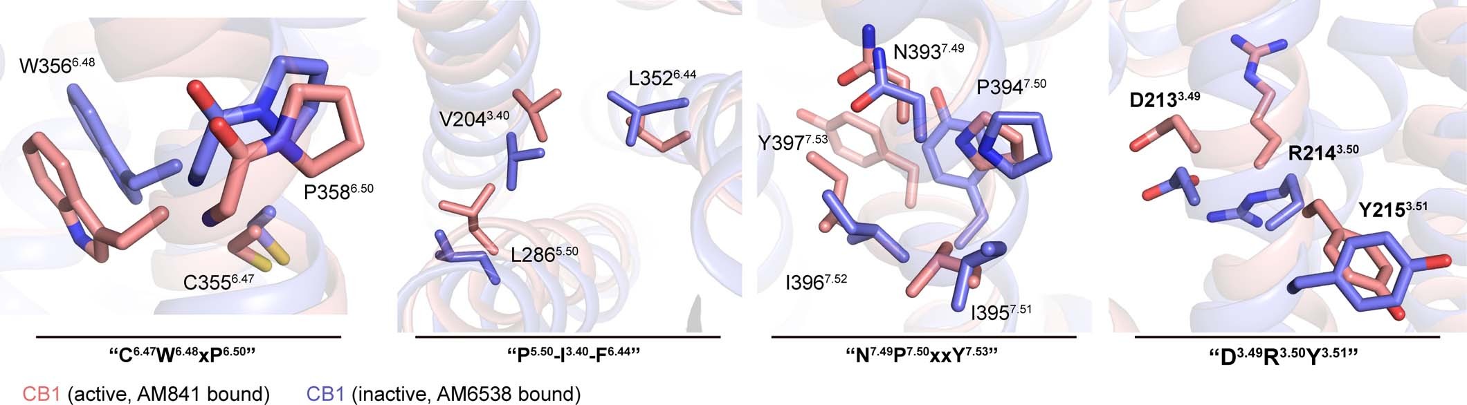 Extended Data Fig. 4: Structural comparison of an active and inactive state of CB1.