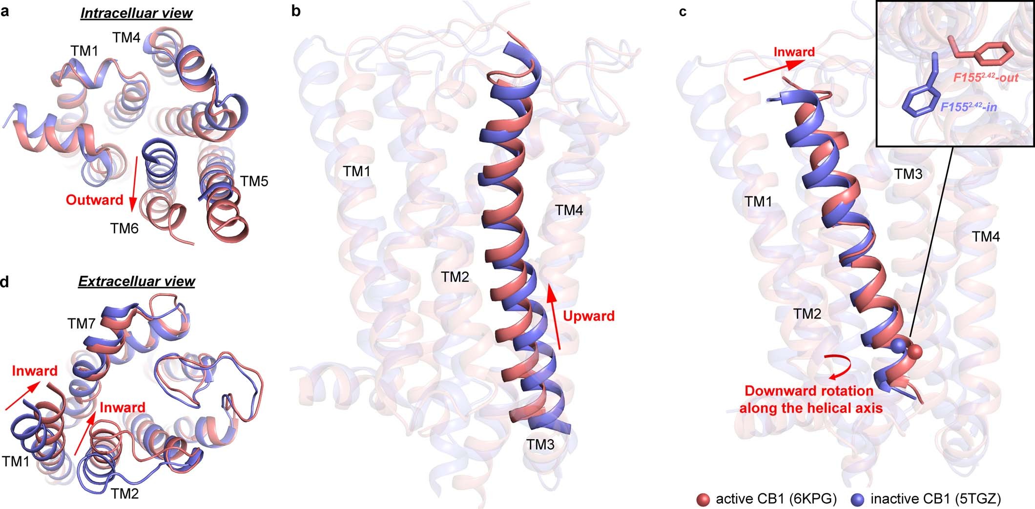Extended Data Fig. 5: Conformational changes in CB1 activation.
