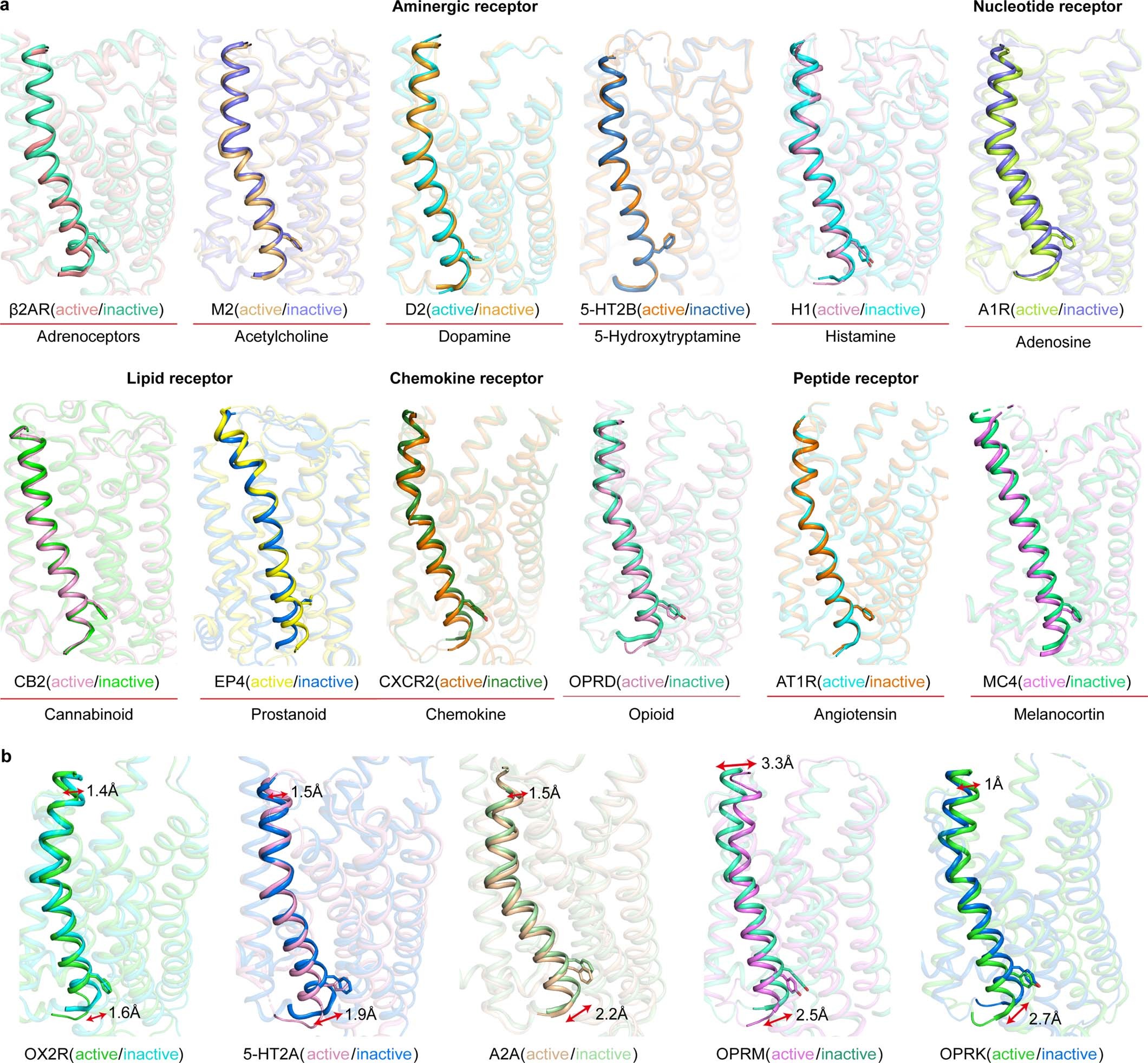 Extended Data Fig. 6: Structural comparison of in active and inactive state of GPCRs.
