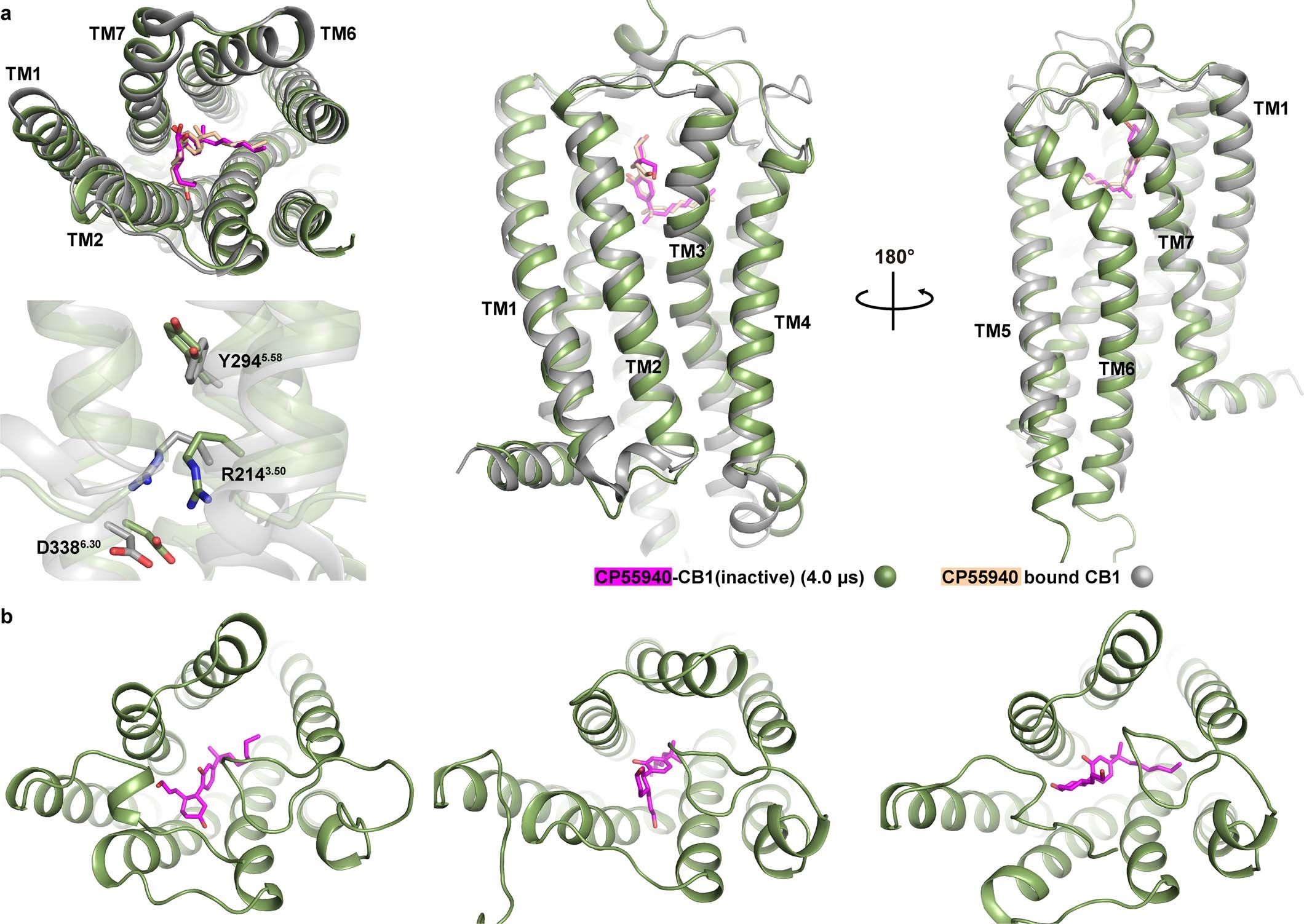 Extended Data Fig. 8: Representative snapshots during unbiased simulations of CB1-CP55940, starting from the crystal structure (PDB: 
                        6KQI
                        
                      ).