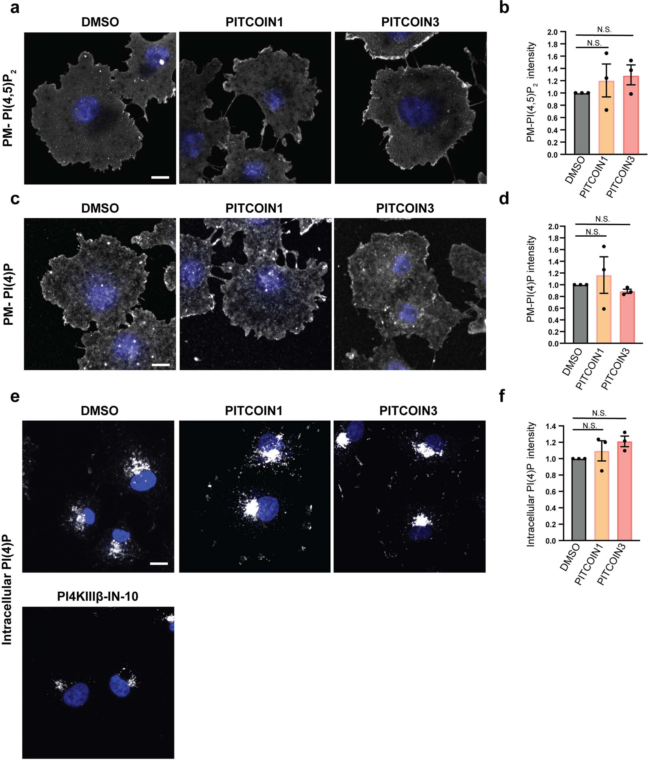 Extended Data Fig. 6: PITCOIN1 and PITCOIN3 do not affect cellular PI(4,5)P2 and PI(4)P levels.