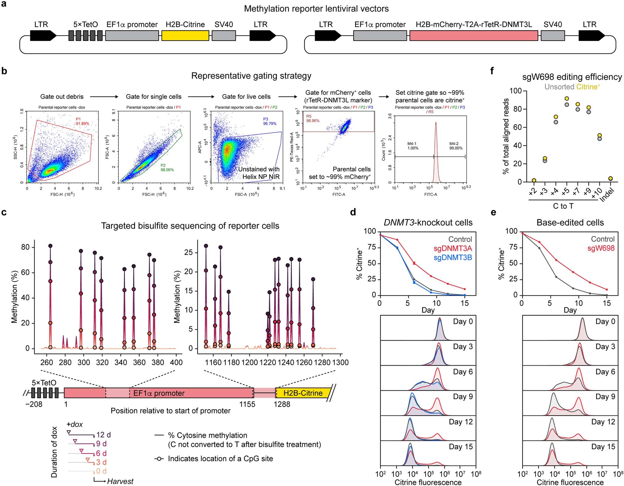 Extended Data Fig. 1: Reporter silencing depends on DNMT3A and is concomitant with DNA methylation.