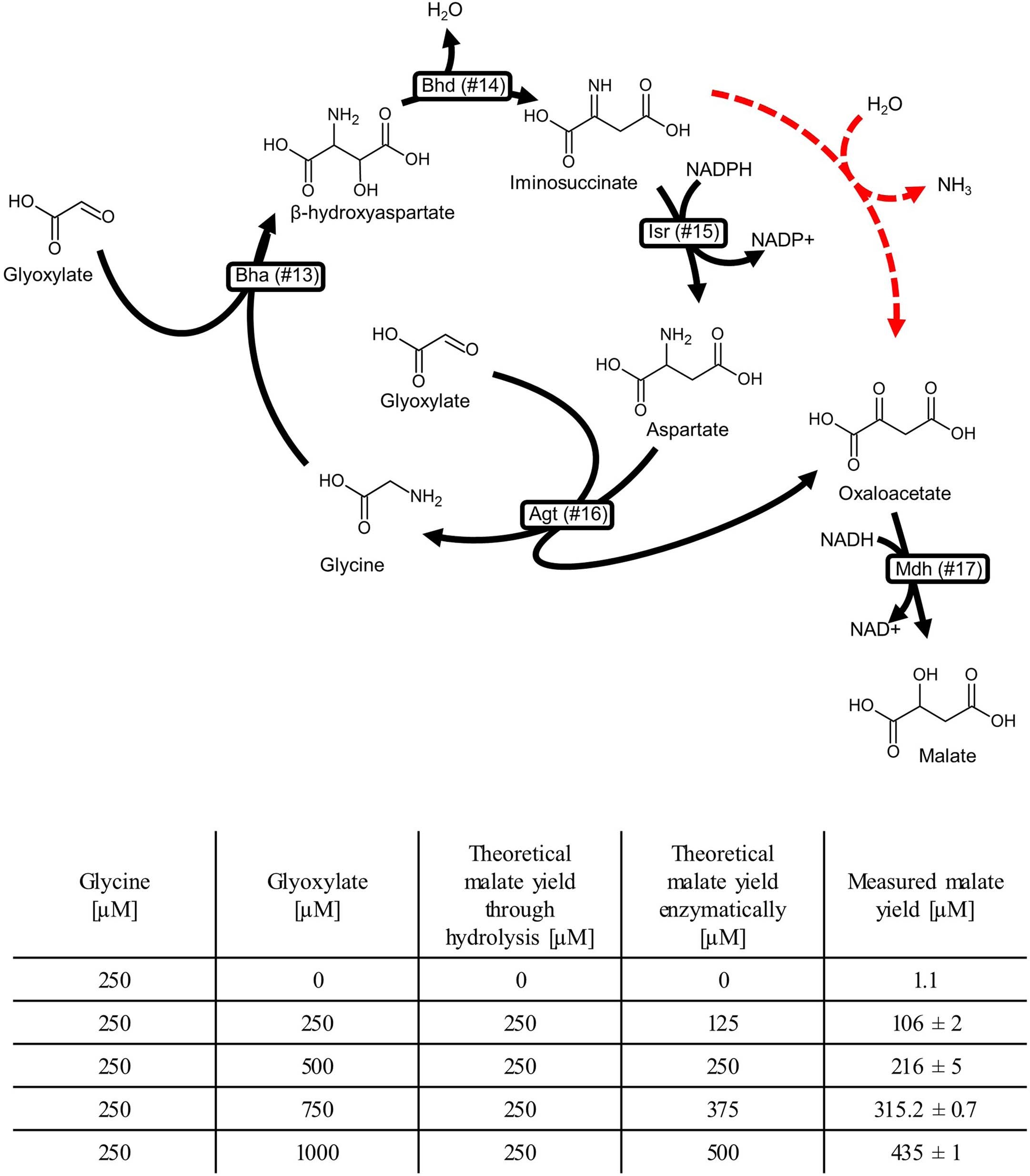 Extended Data Fig. 1: Malate production by the BHAC at varying glyoxylate concentrations.