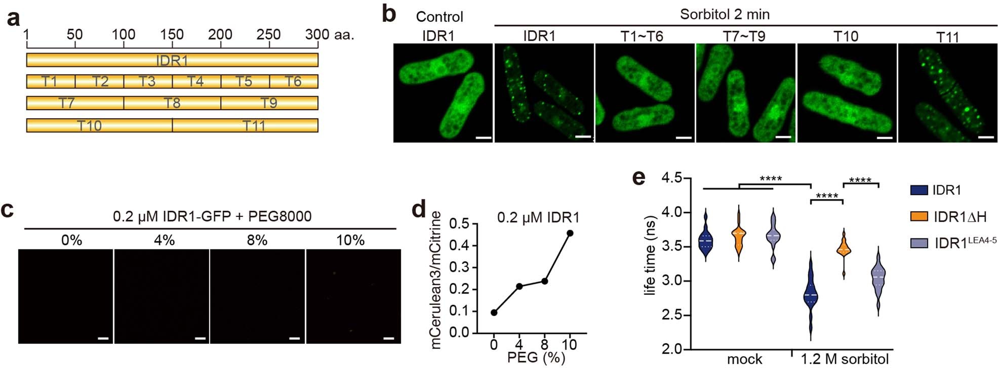 Extended Data Fig. 5: IDR1 of SEU senses molecular crowding.