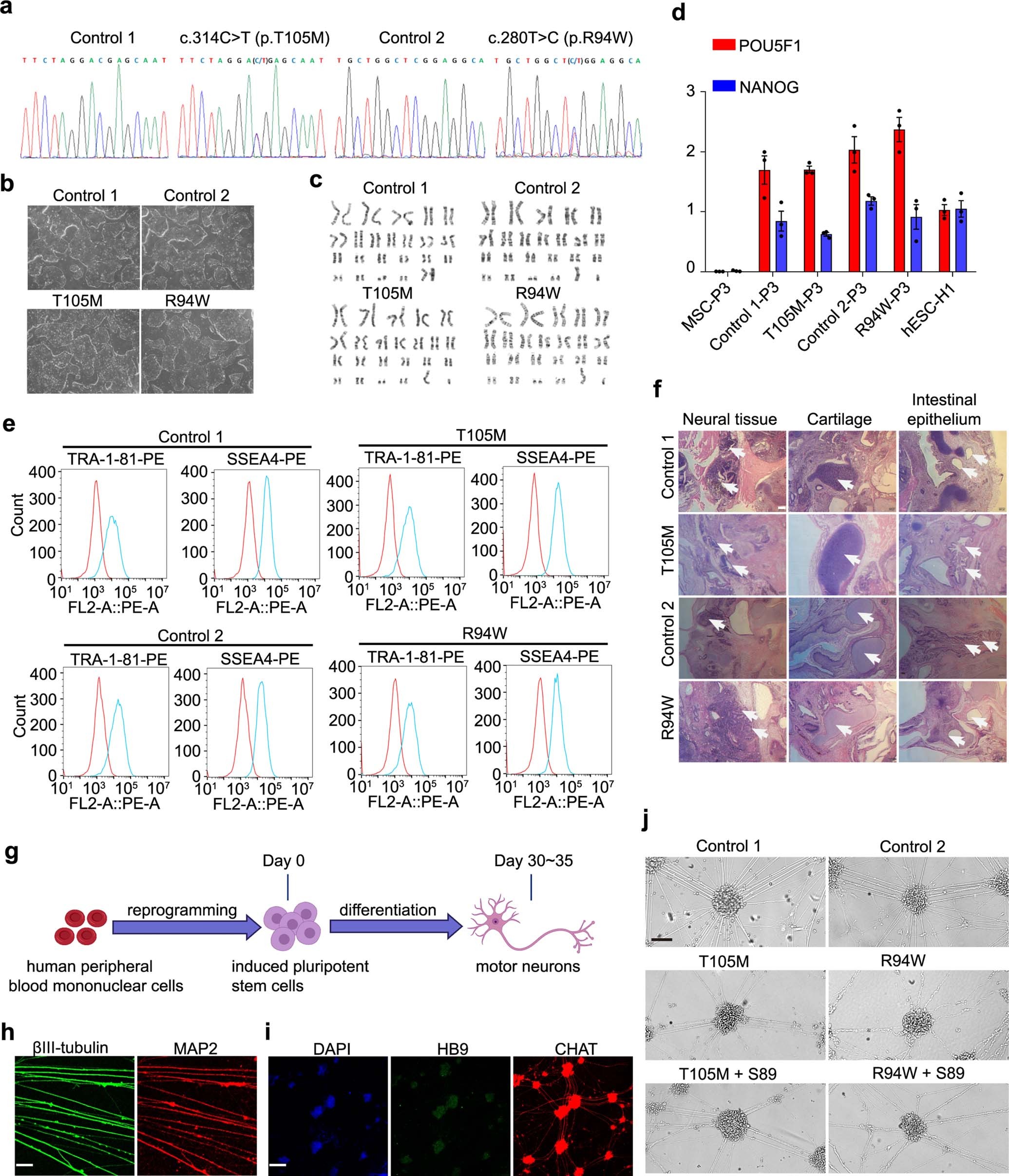 Extended Data Fig. 8: Generation of CMT2A patient-derived cells.