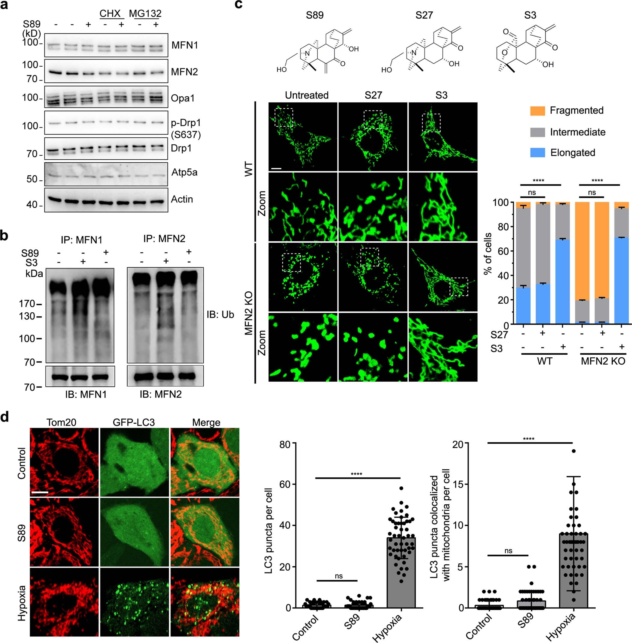 Extended Data Fig. 2: S89 specifically targets MFN1.