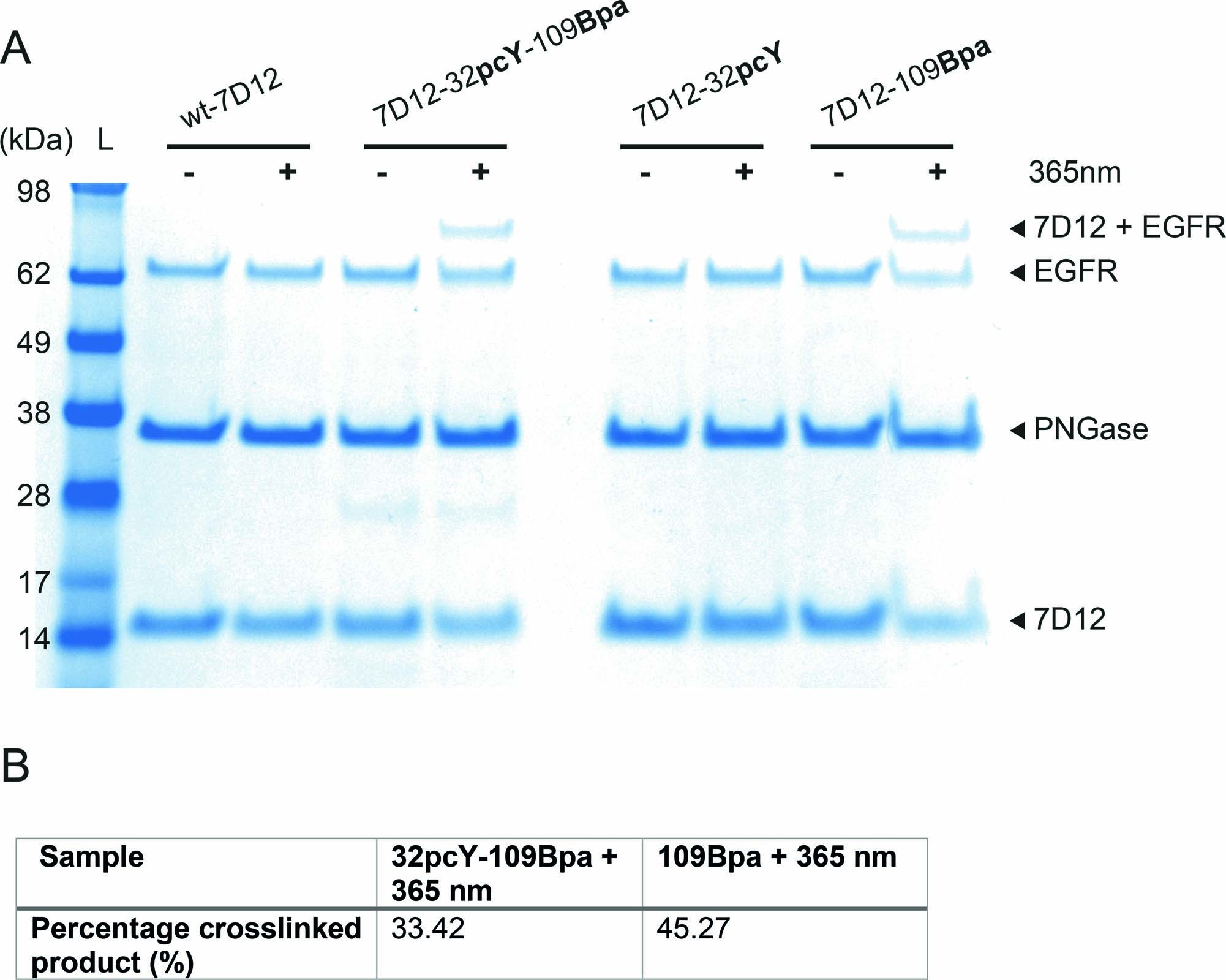 Extended Data Fig. 9: 7D12-32pcY-109Bpa forms a covalent bond with EGFR upon irradiation with 365 nm light.