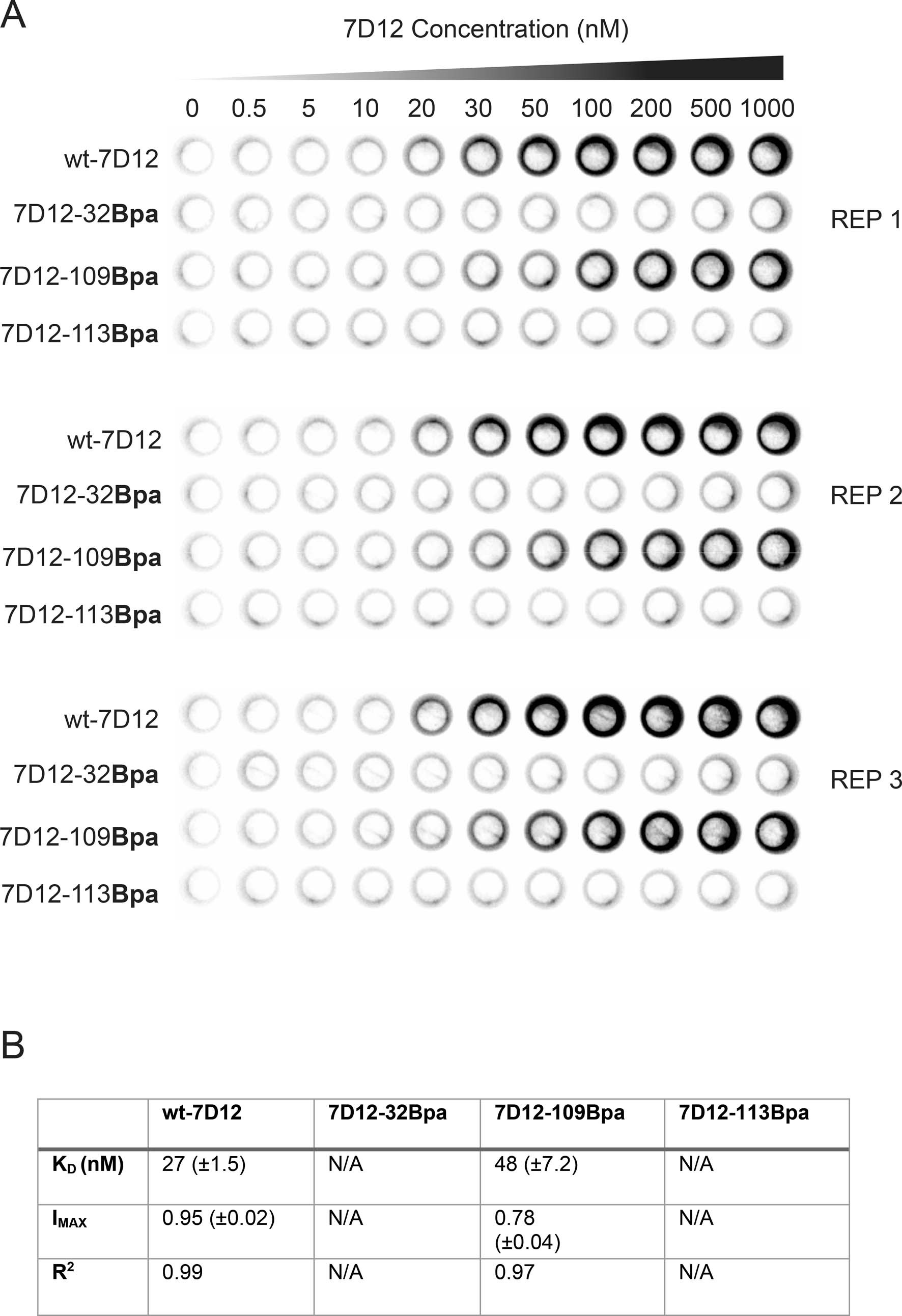 Extended Data Fig. 1: On-cell binding assay to measure the binding affinity of wt-7D12, 7D12-32Bpa, 7D12-109Bpa, and 7D12-113Bpa to Epidermal Growth Factor Receptor (EGFR) expressed on the surface of A431 cells.