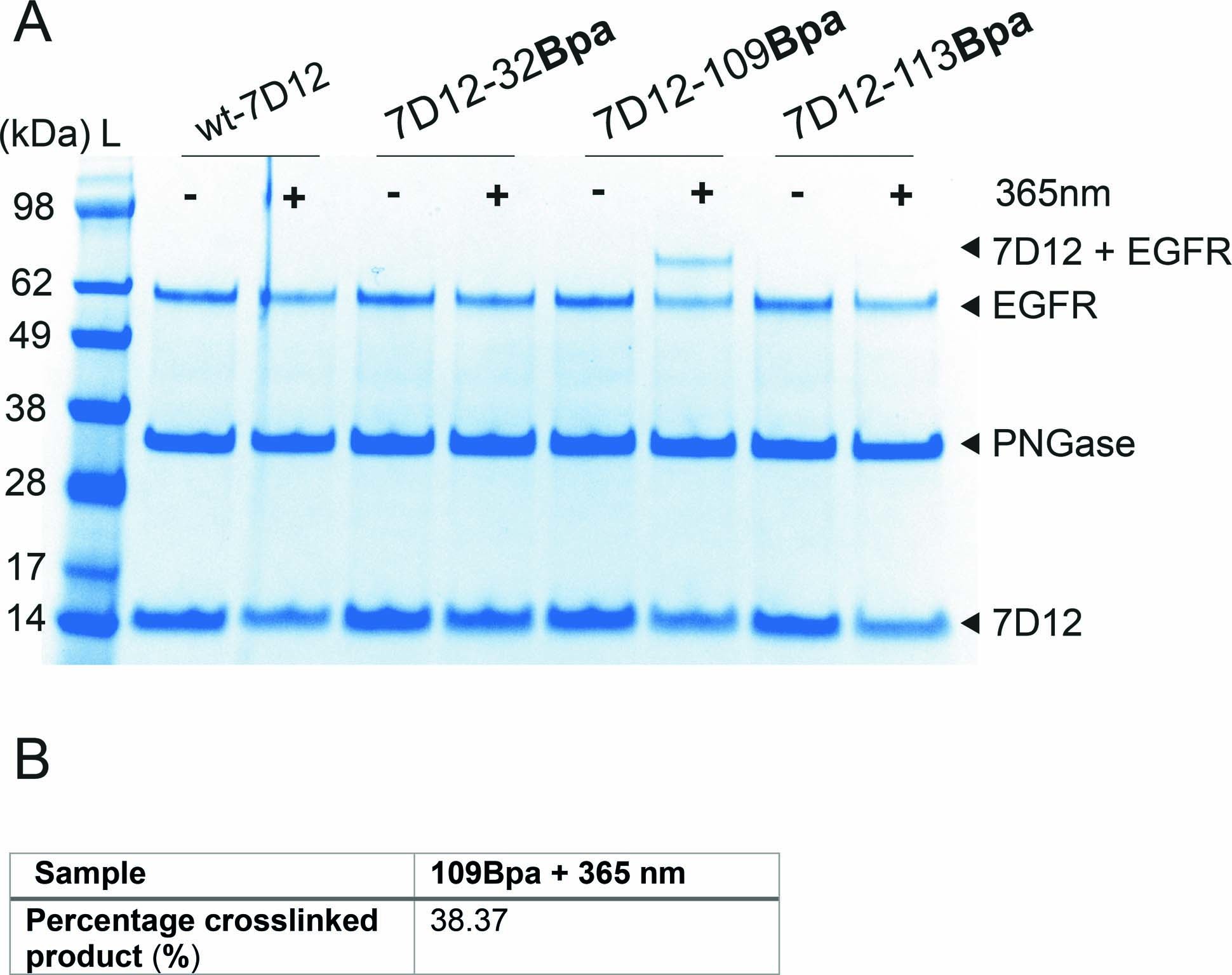 Extended Data Fig. 4: Light dependent covalent bond formation between 7D12 and EGFR is antibody-specific.