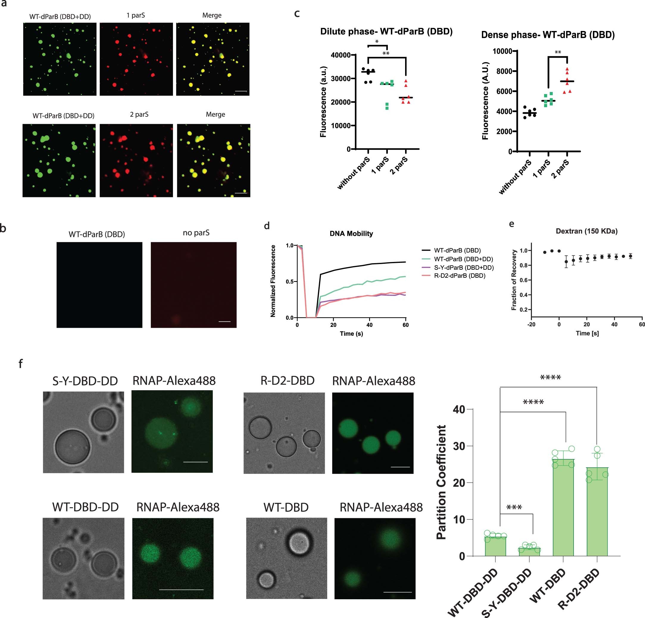 Extended Data Fig. 5: Evaluation of heterotypic driving force on the formation of DNA condensate and the partition of RNAP into the DNA condensate.