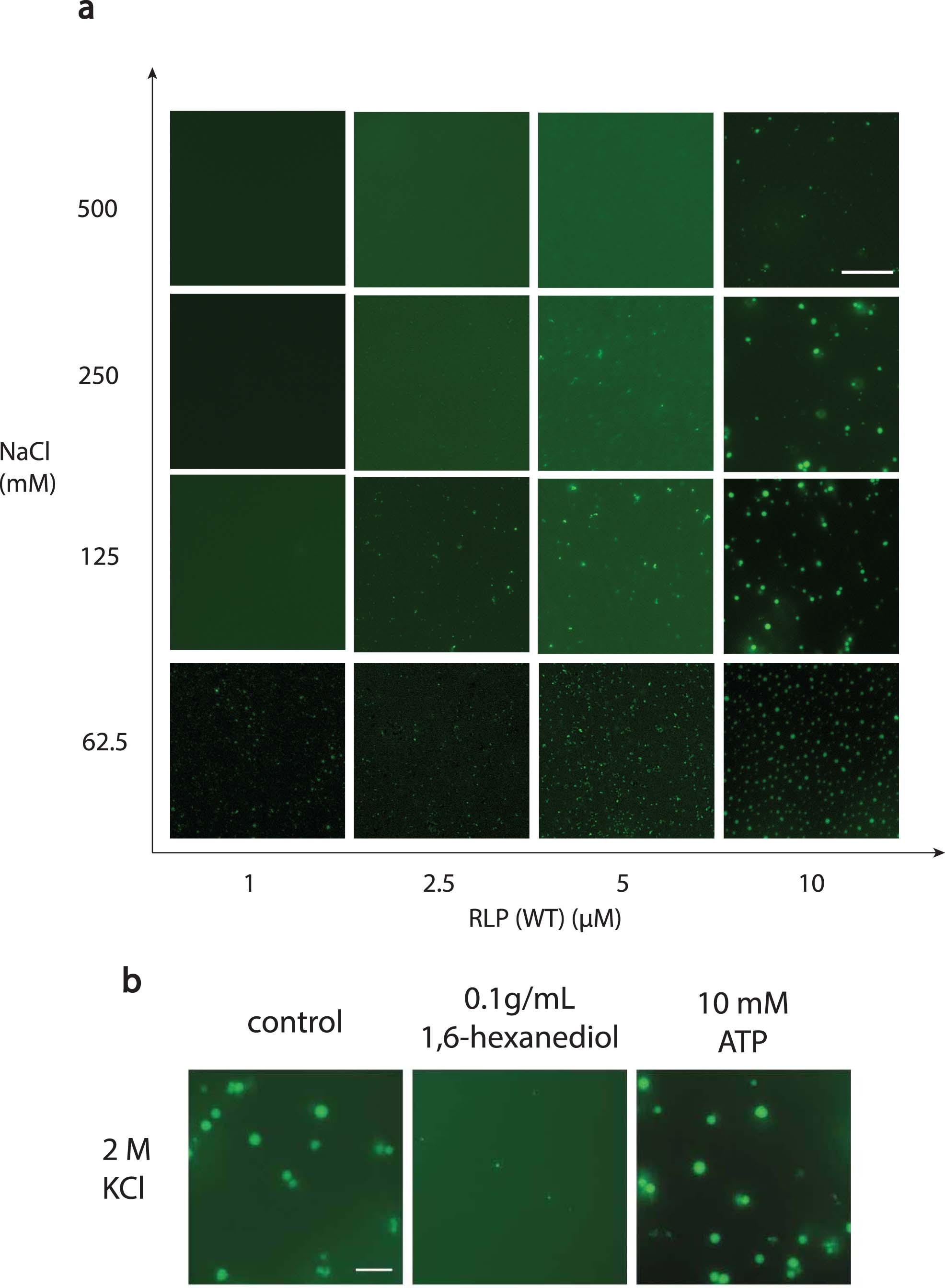 Extended Data Fig. 2: Phase separation assay investigations of resilin-like polypeptide in response to various biochemical conditions.