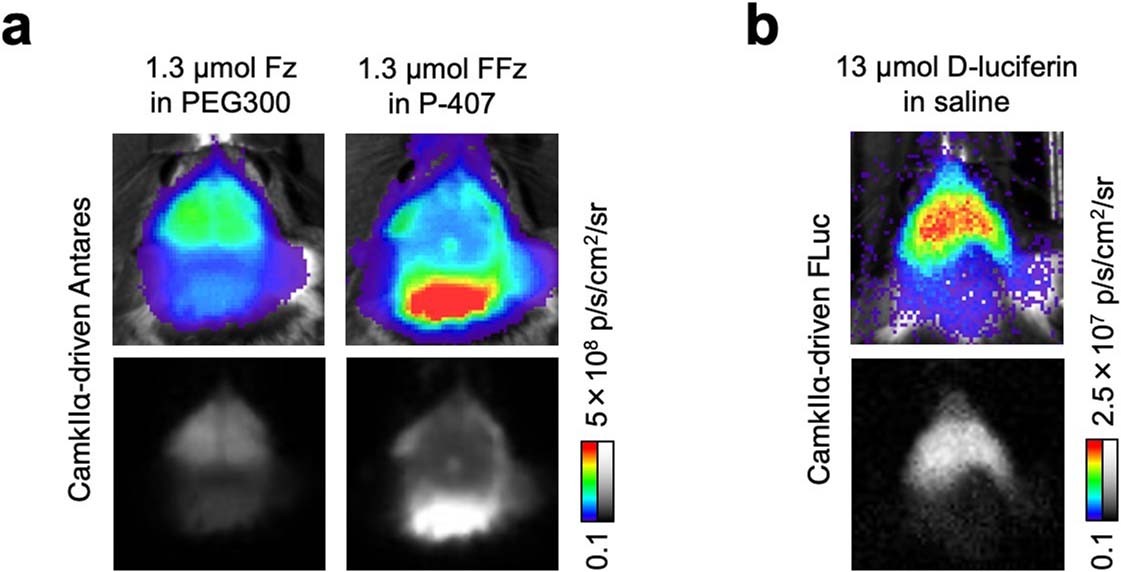Extended Data Fig. 1