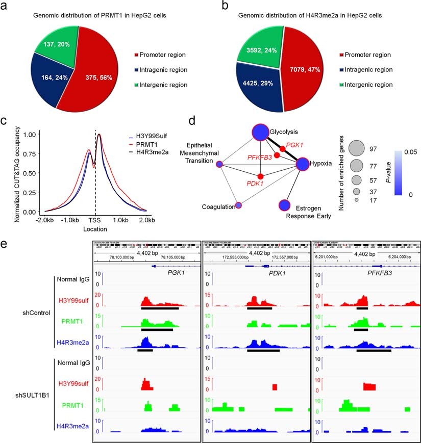 Extended Data Fig. 8: H3Y99sulf regulates gene transcription.