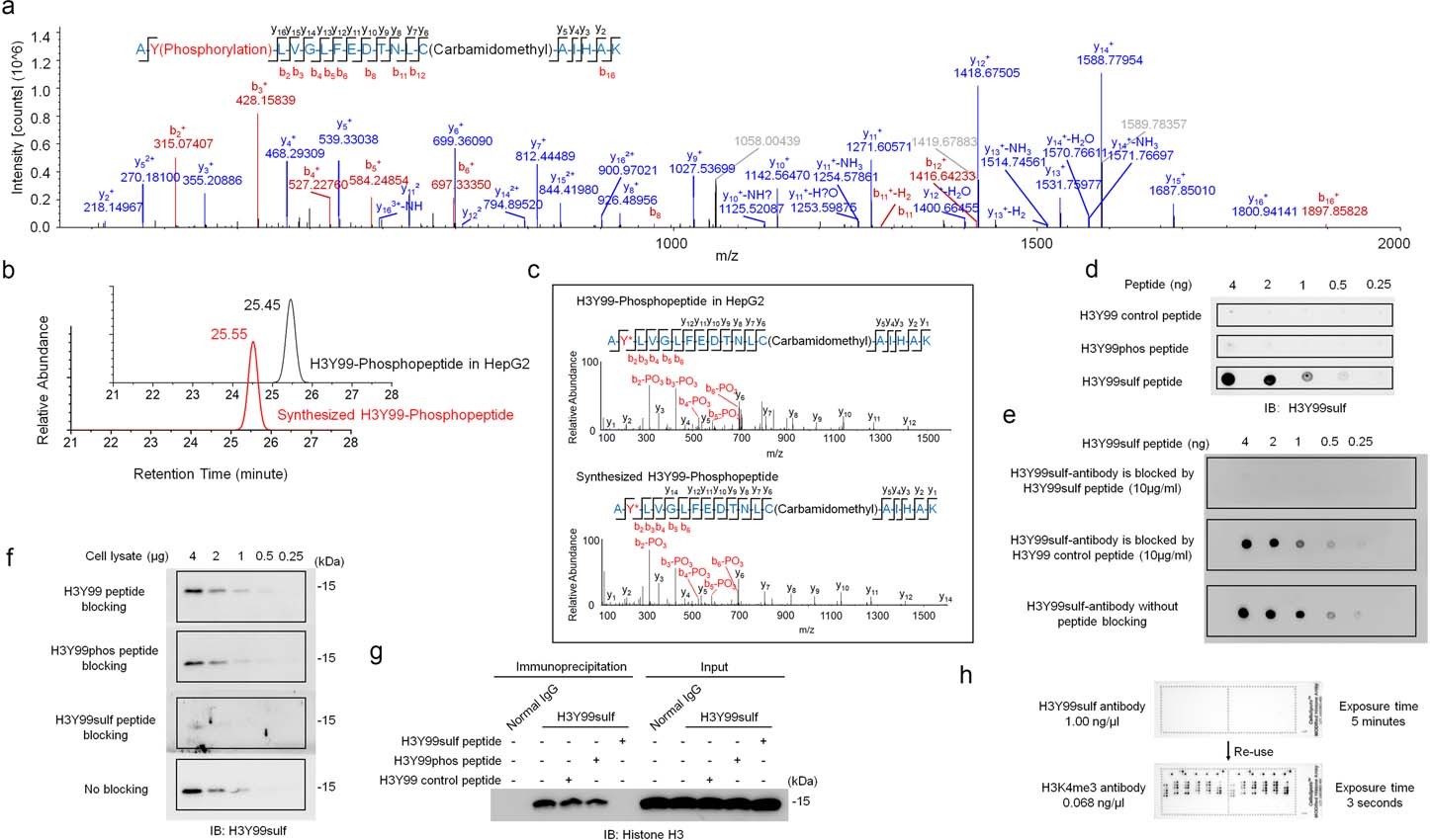 Extended Data Fig. 1: Tyrosine sulfation is a novel type of histone modification.