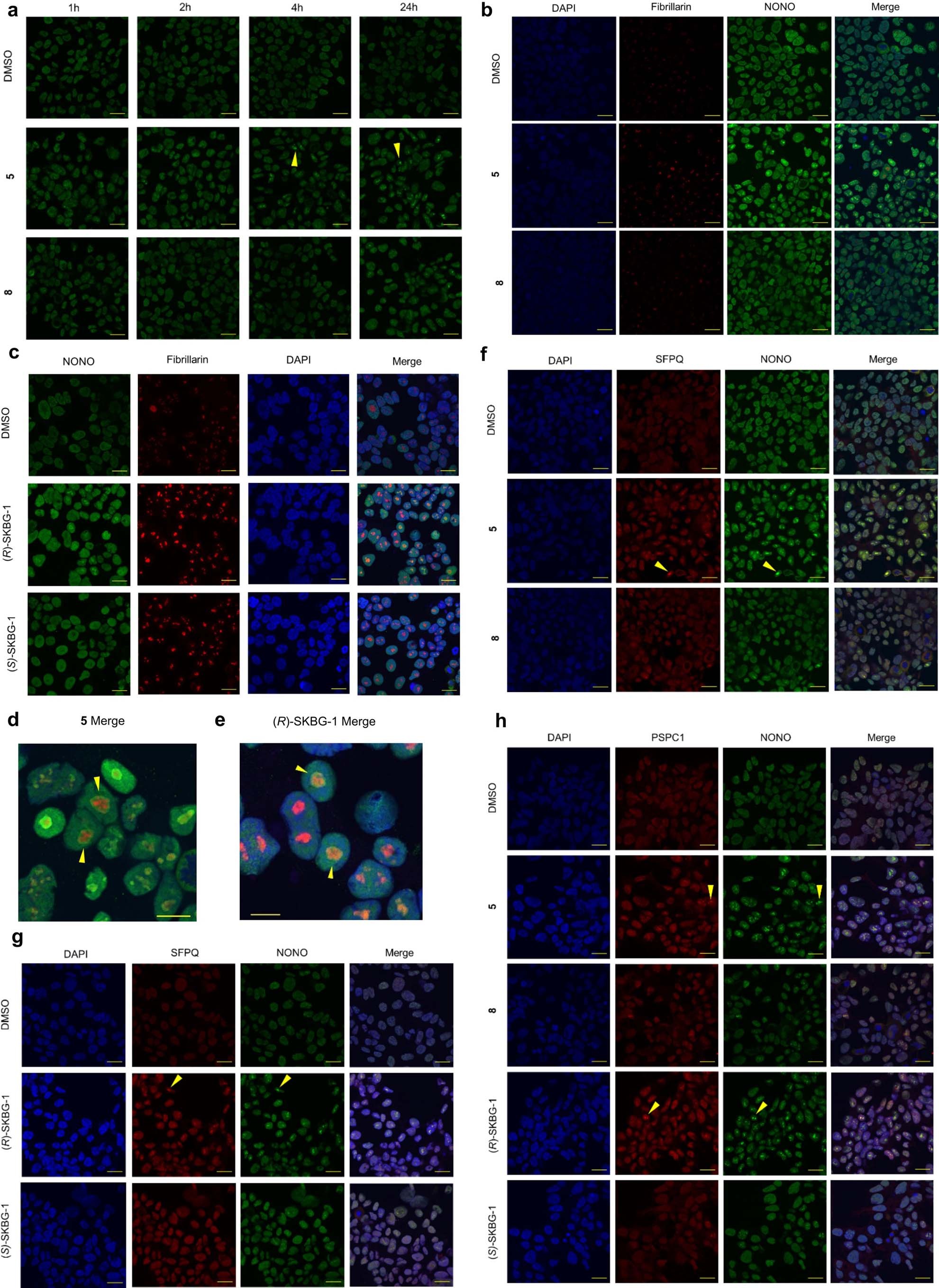 Extended Data Fig. 8: NONO ligands induce accumulation of NONO and the paralogous proteins PSPC1 and SFPQ into nuclear foci.